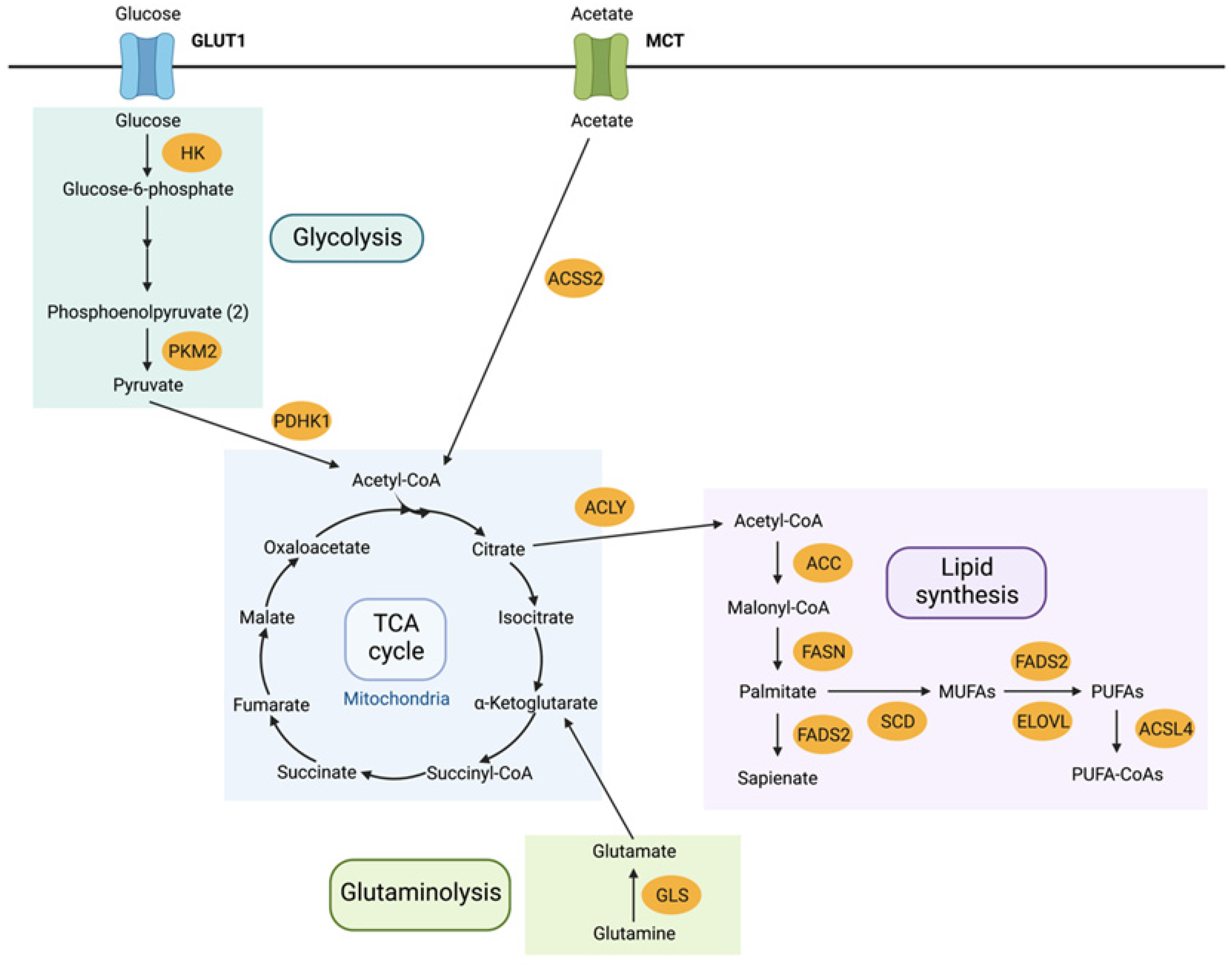 Metabolites 12 00644 g001