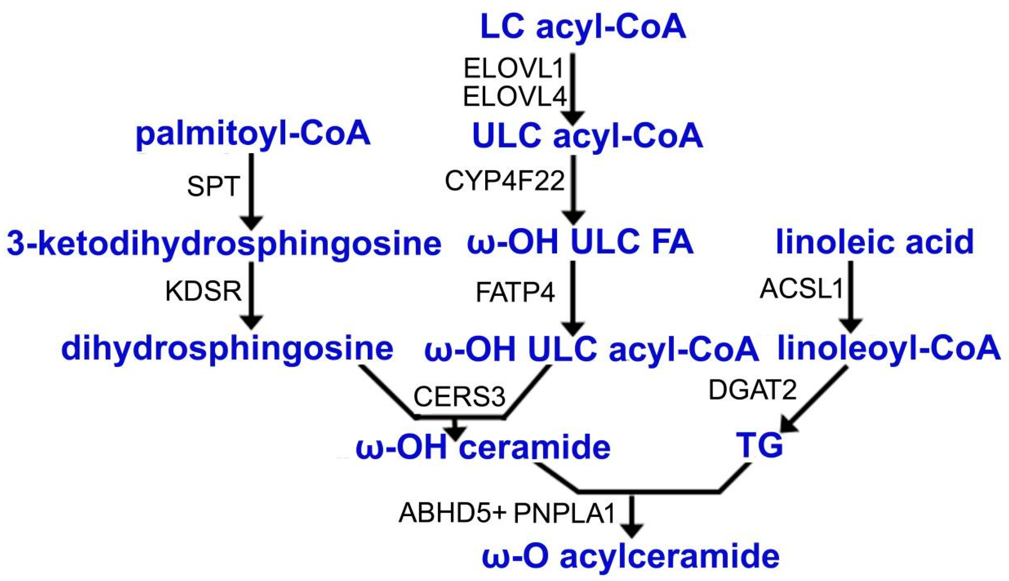 Metabolites 12 00685 g002