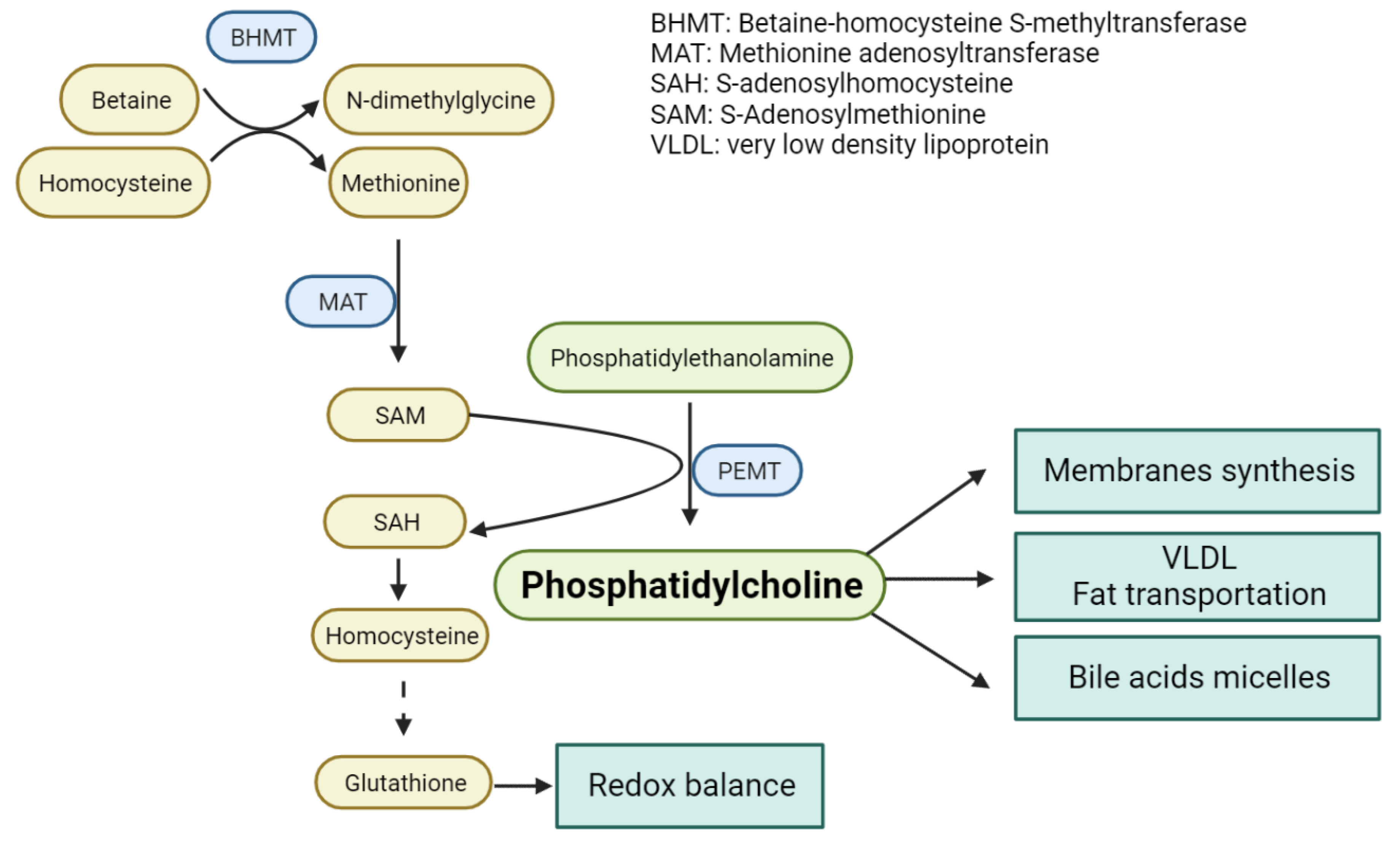 Metabolites 12 00779 g004