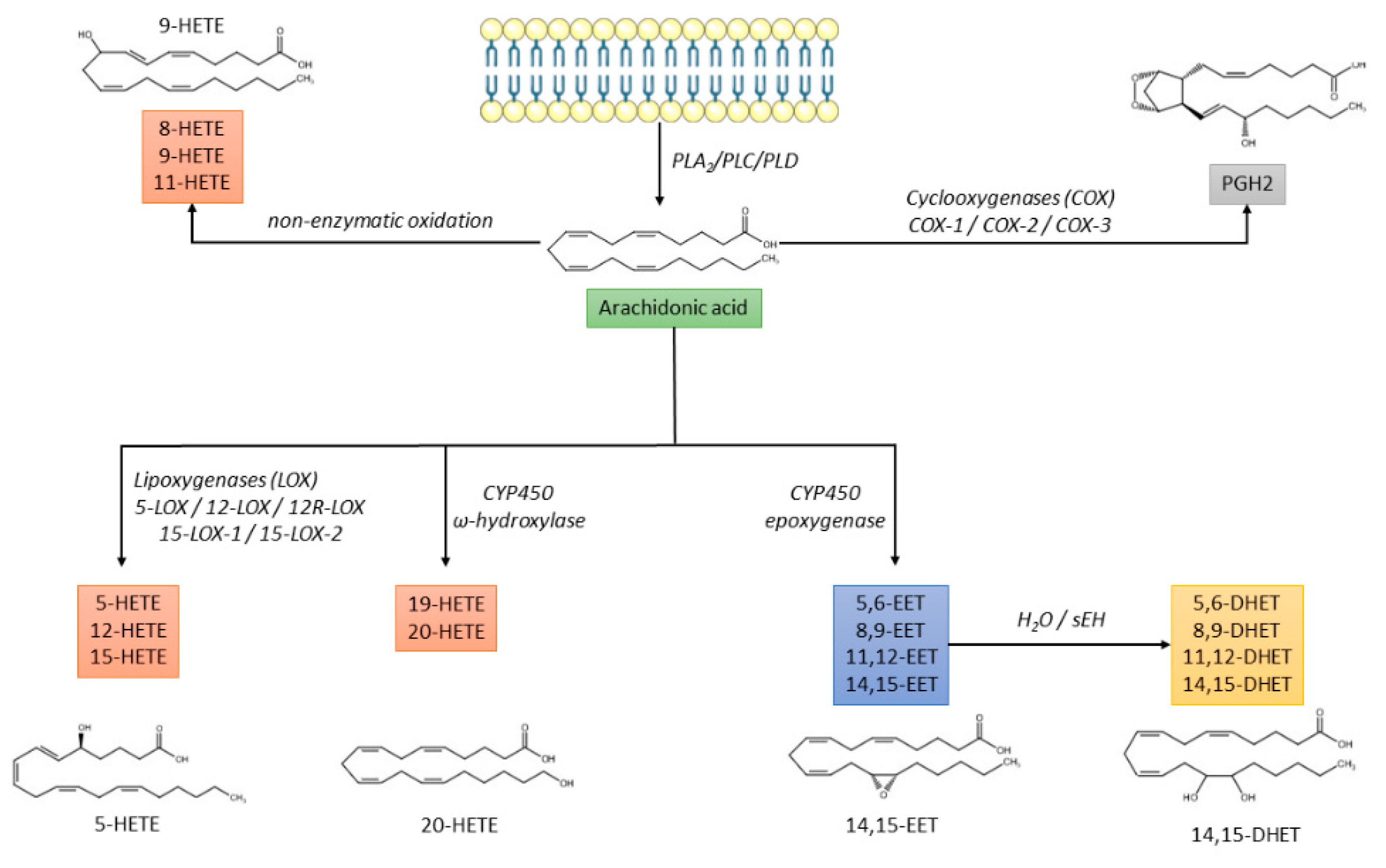 https://www.mdpi.com/metabolites/metabolites-12-00859/article_deploy/html/images/metabolites-12-00859-g001.png