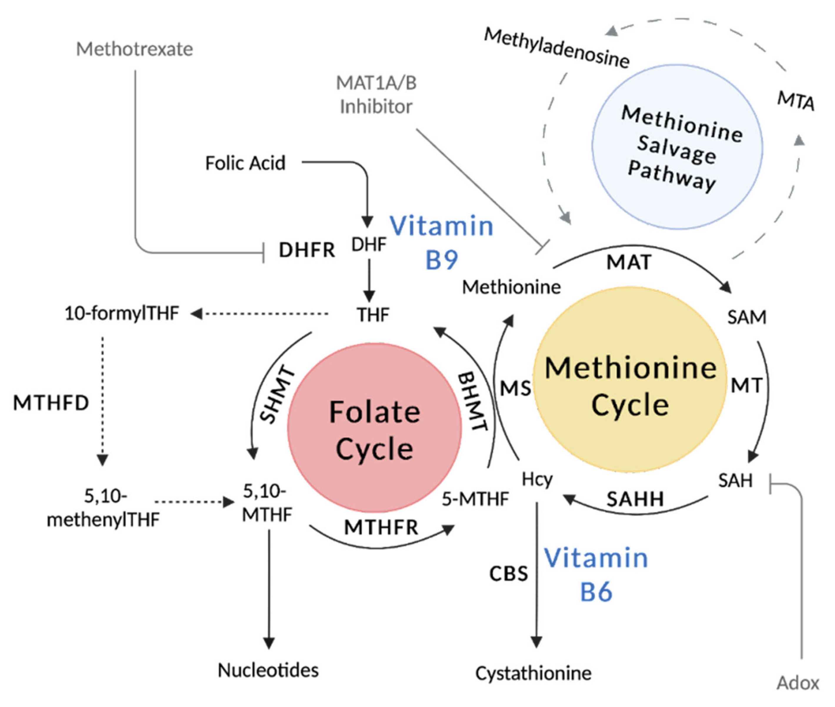Metabolites | Free Full-Text | Simplifying the B Complex: How Vitamins B6  and B9 Modulate One Carbon Metabolism in Cancer and Beyond