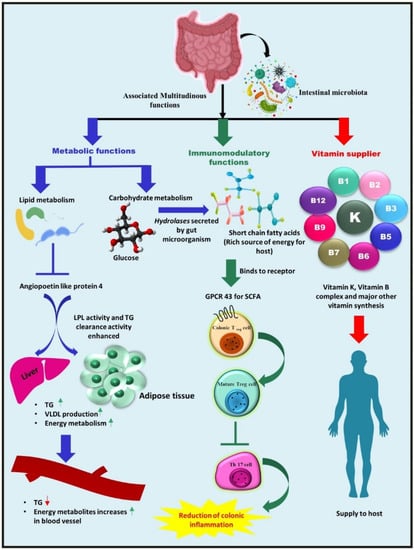 Metabolites | Free Full-Text | Dysbiosis of Gut Microbiota from the ...