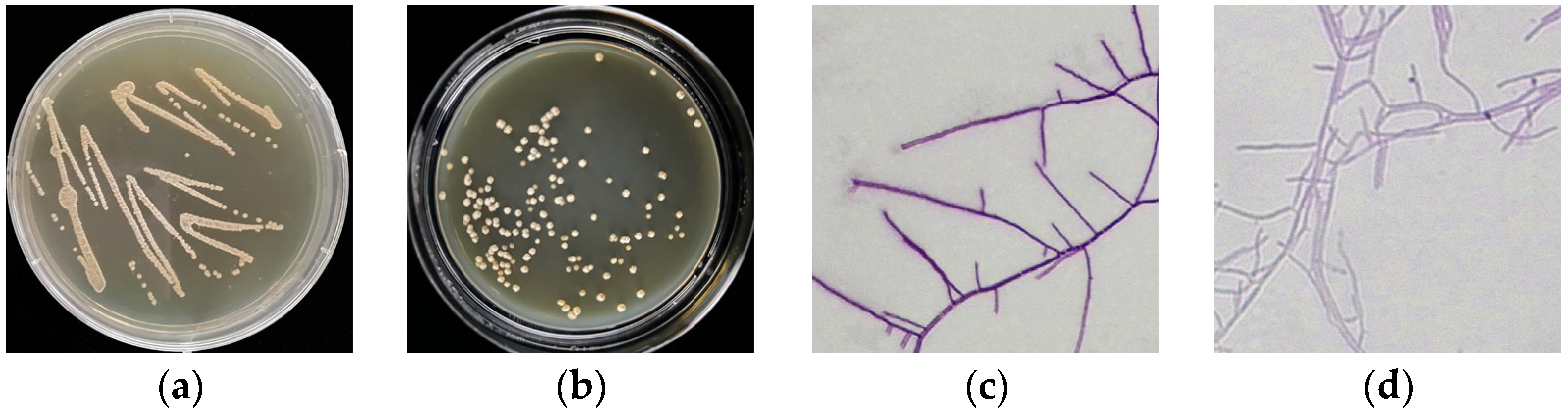 Metabolites 12 01170 g002