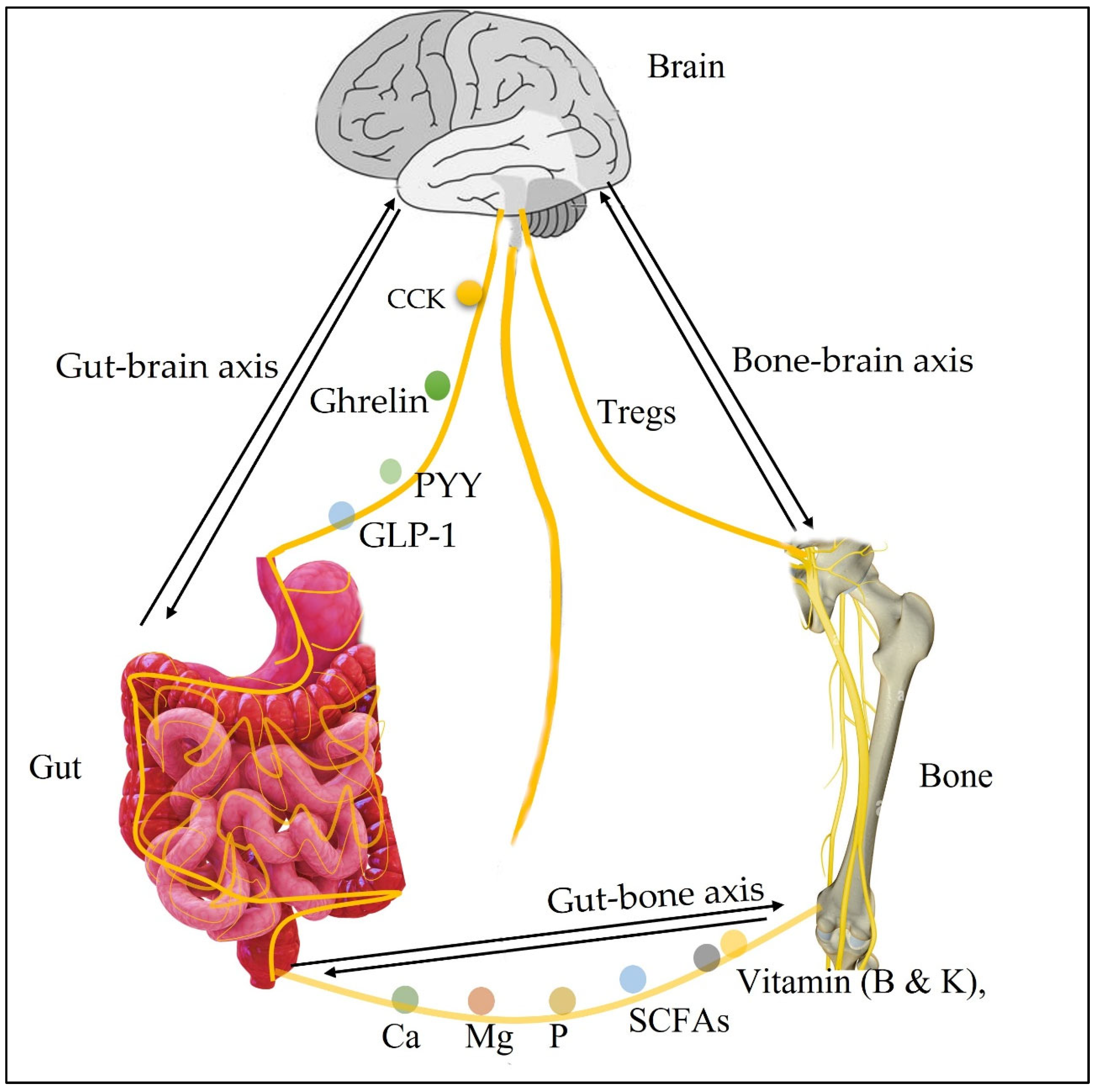 Role of estrogen and stress on the brain-gut axis