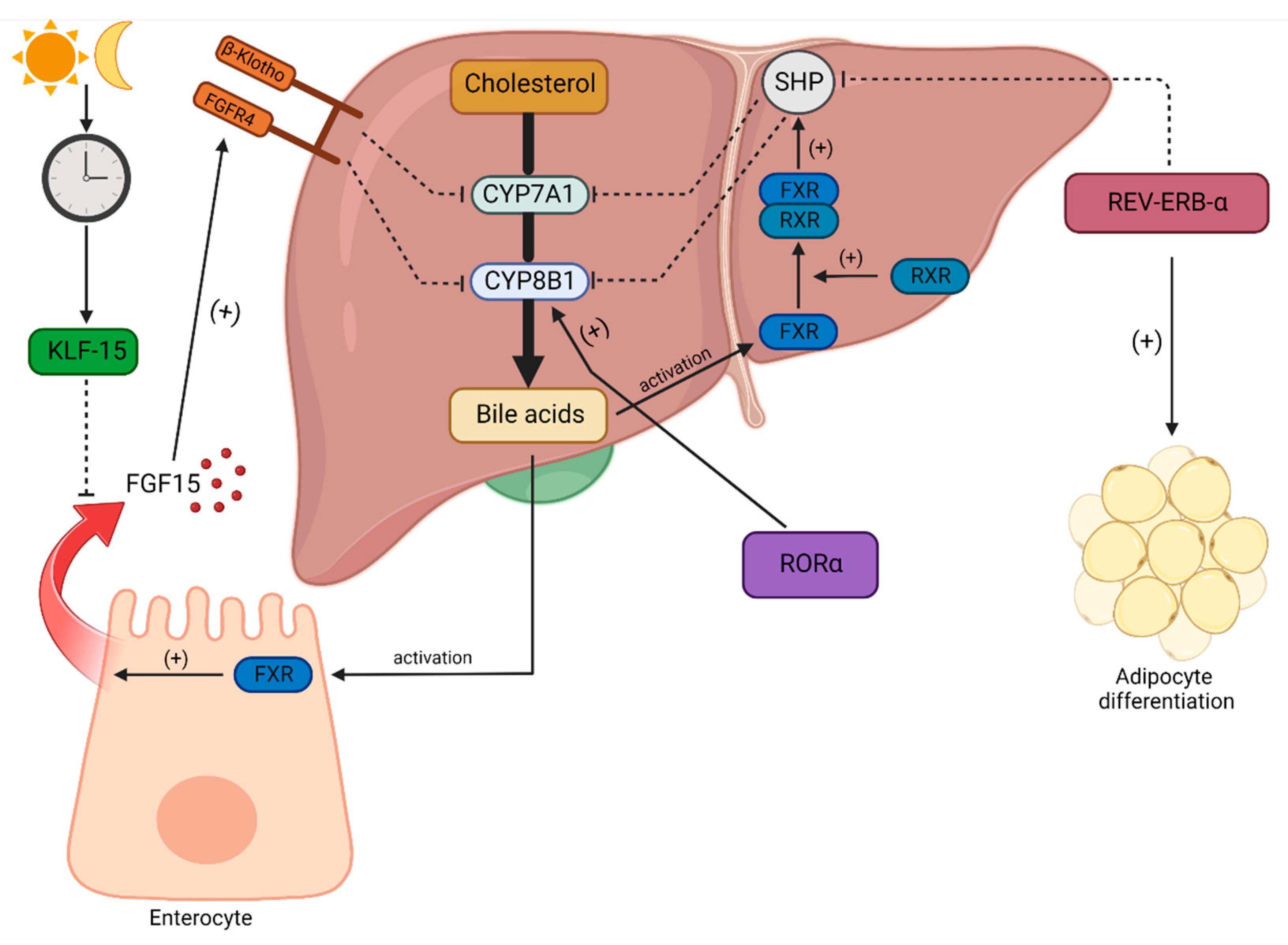 Frontiers  Effect of the renin-angiotensin system on the exacerbation of  adrenal glucocorticoid steroidogenesis in diabetic mice: Role of  angiotensin-II type 2 receptor