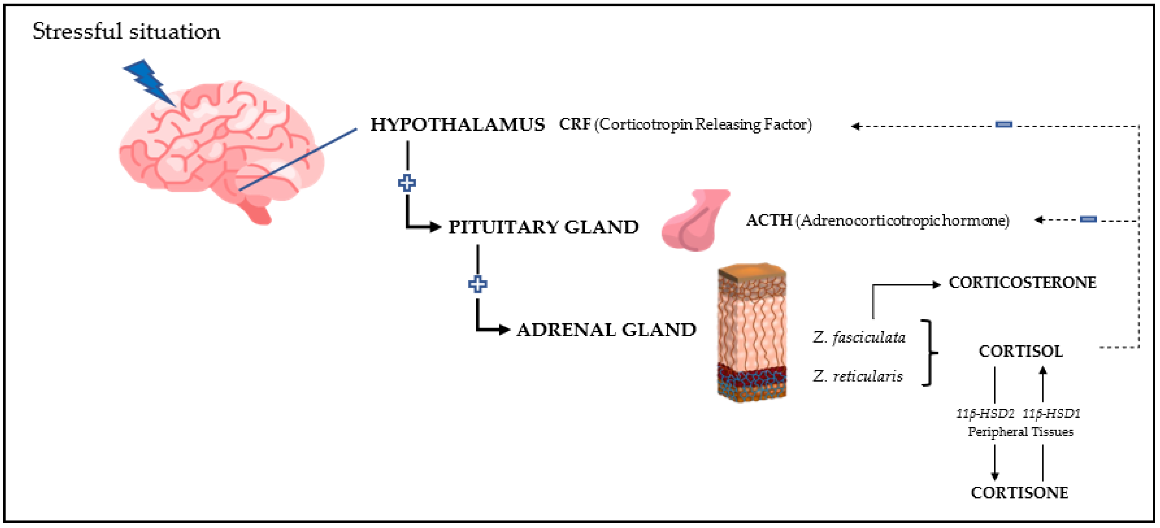 glucocorticoids stress