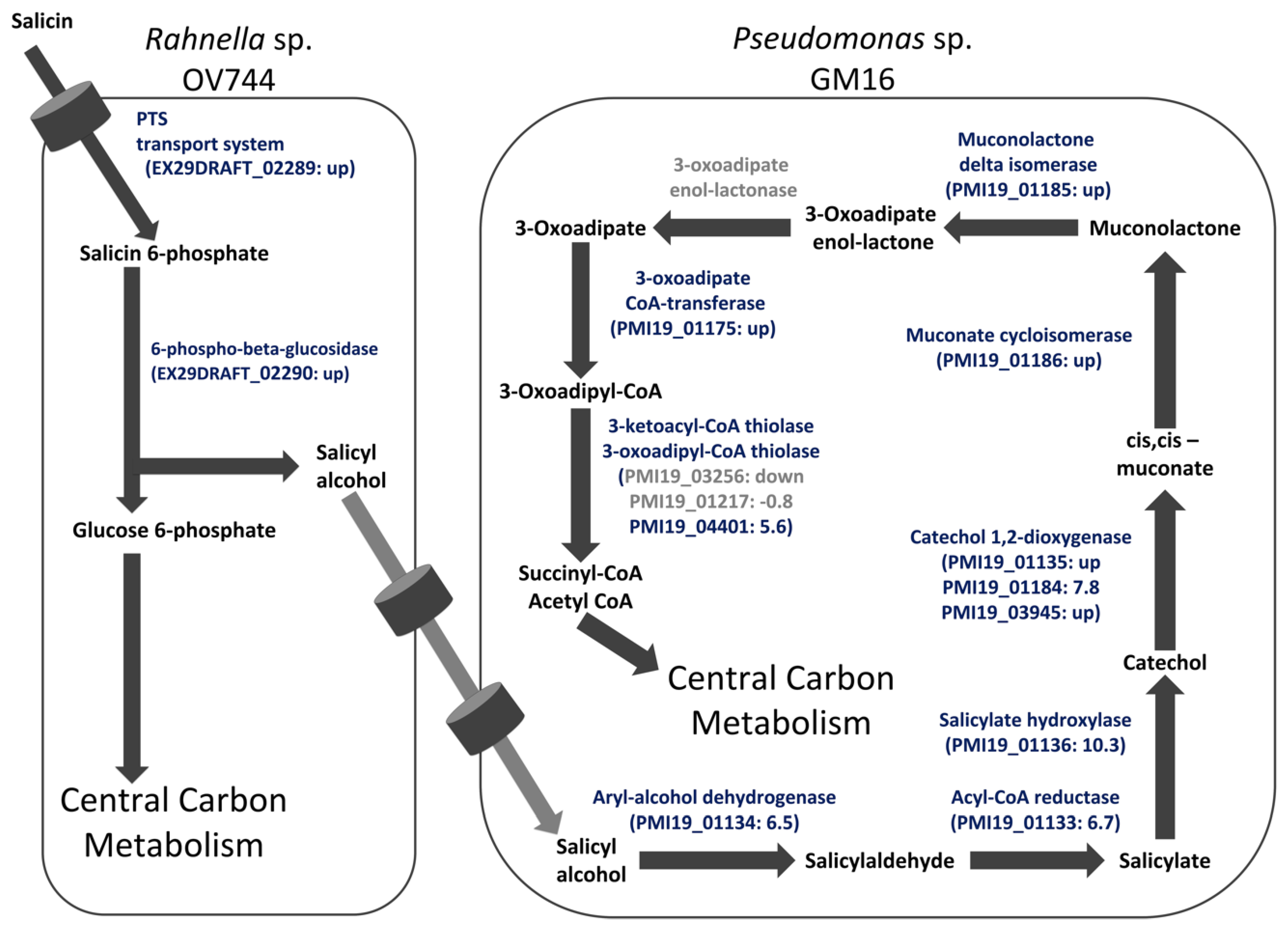 Metabolites 13 00140 g004