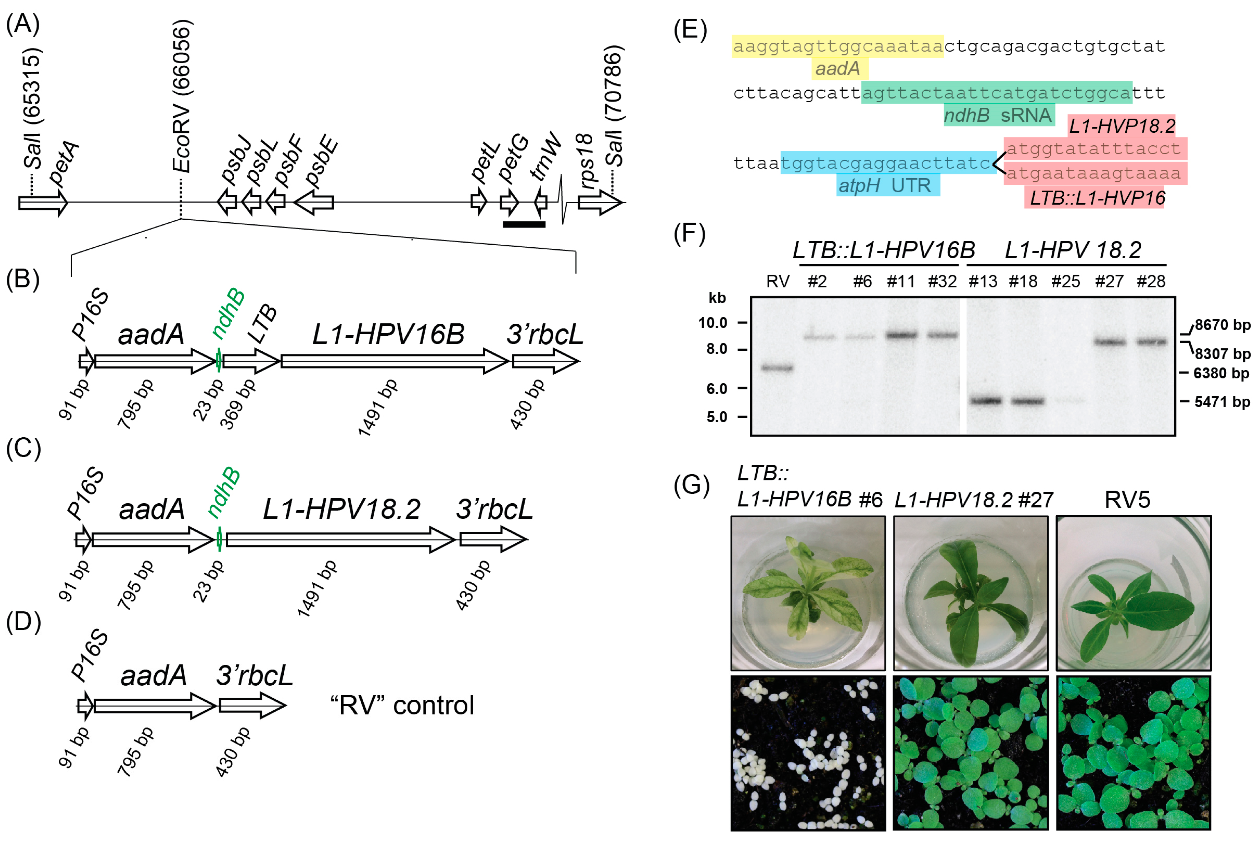Metabolites 13 00315 g001 Metabolites 13 00315 g001