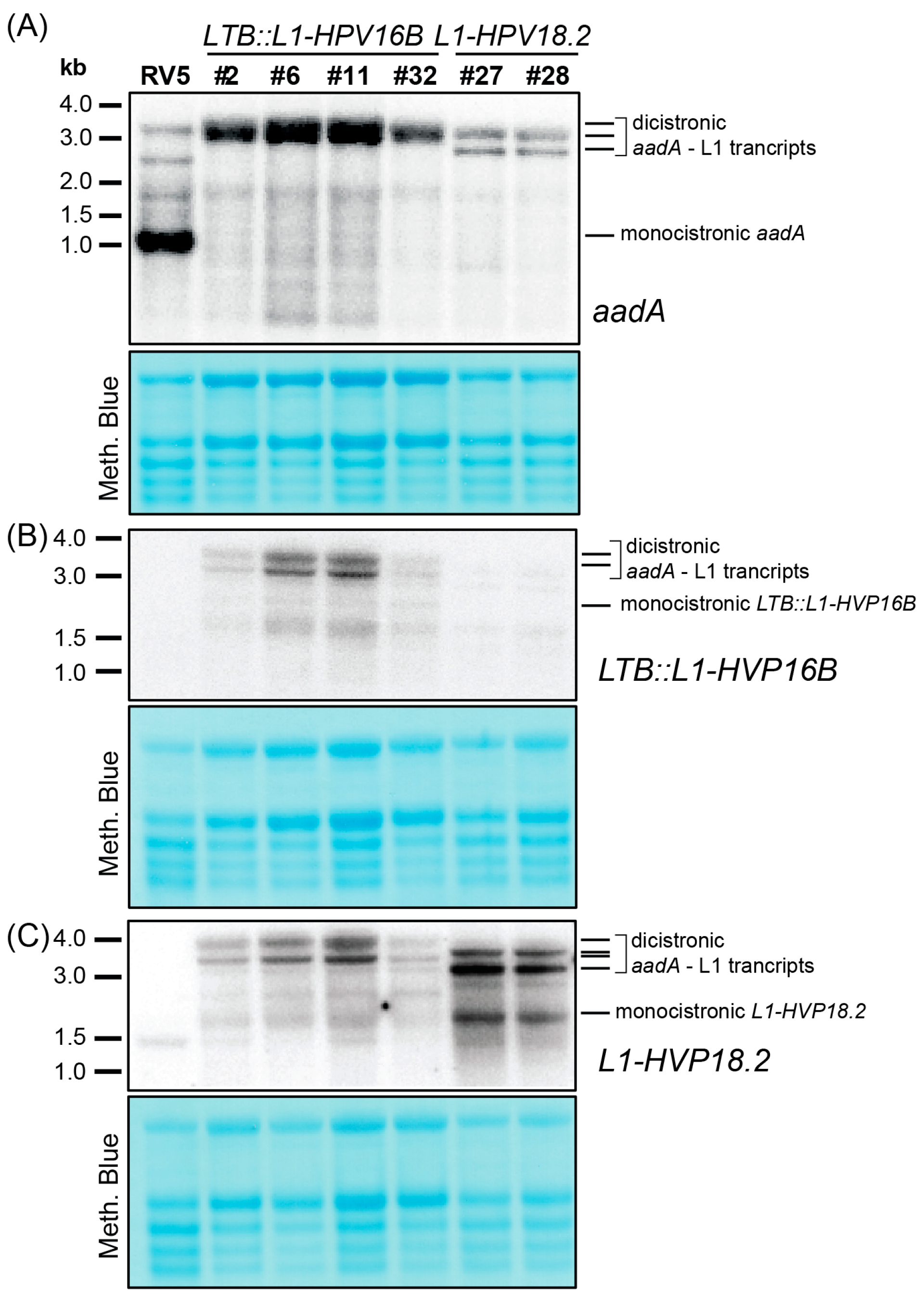 Metabolites 13 00315 g003 Metabolites 13 00315 g003
