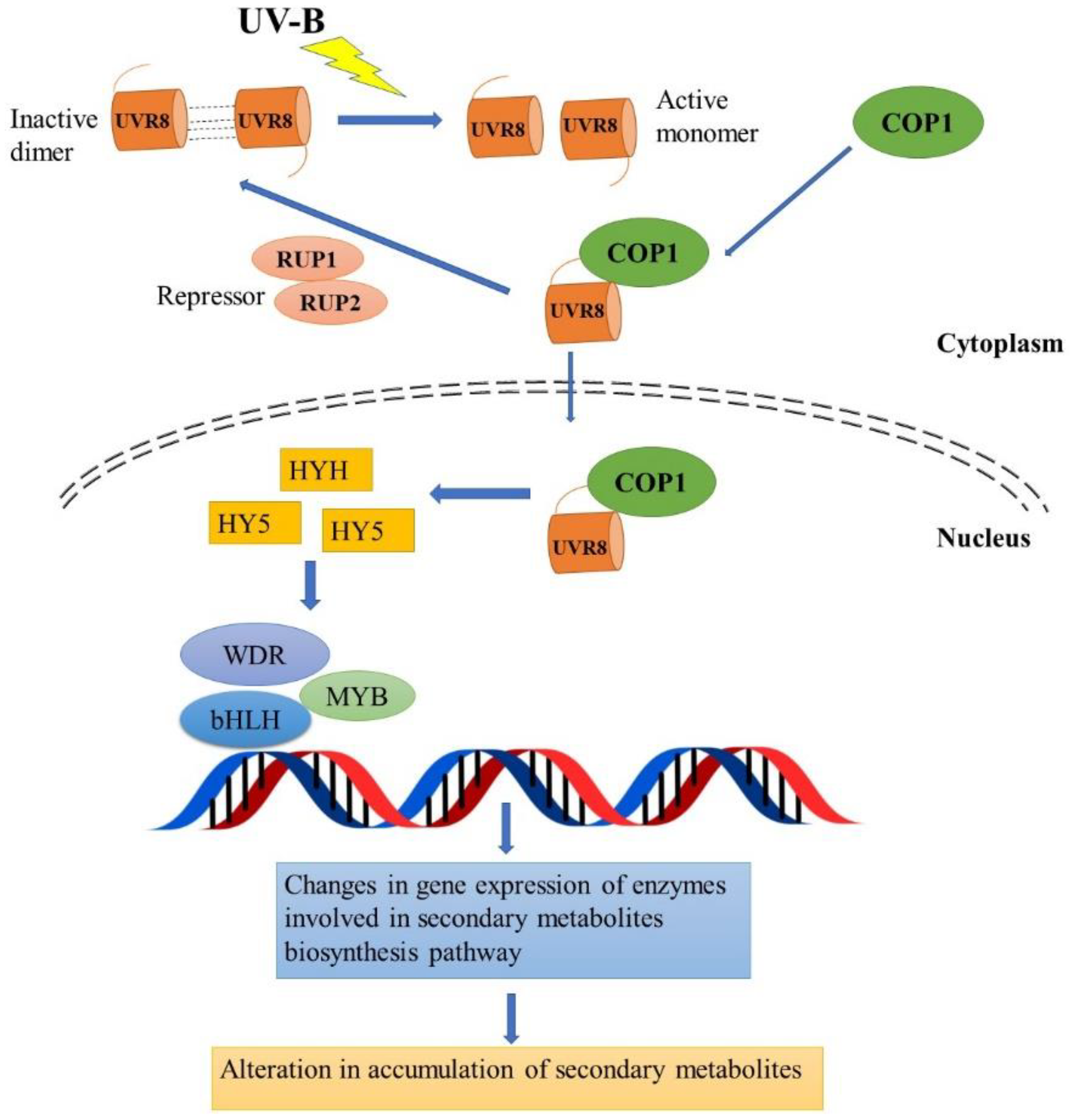 Metabolites | Free Full-Text | Ultraviolet-B And Heavy Metal-Induced ...