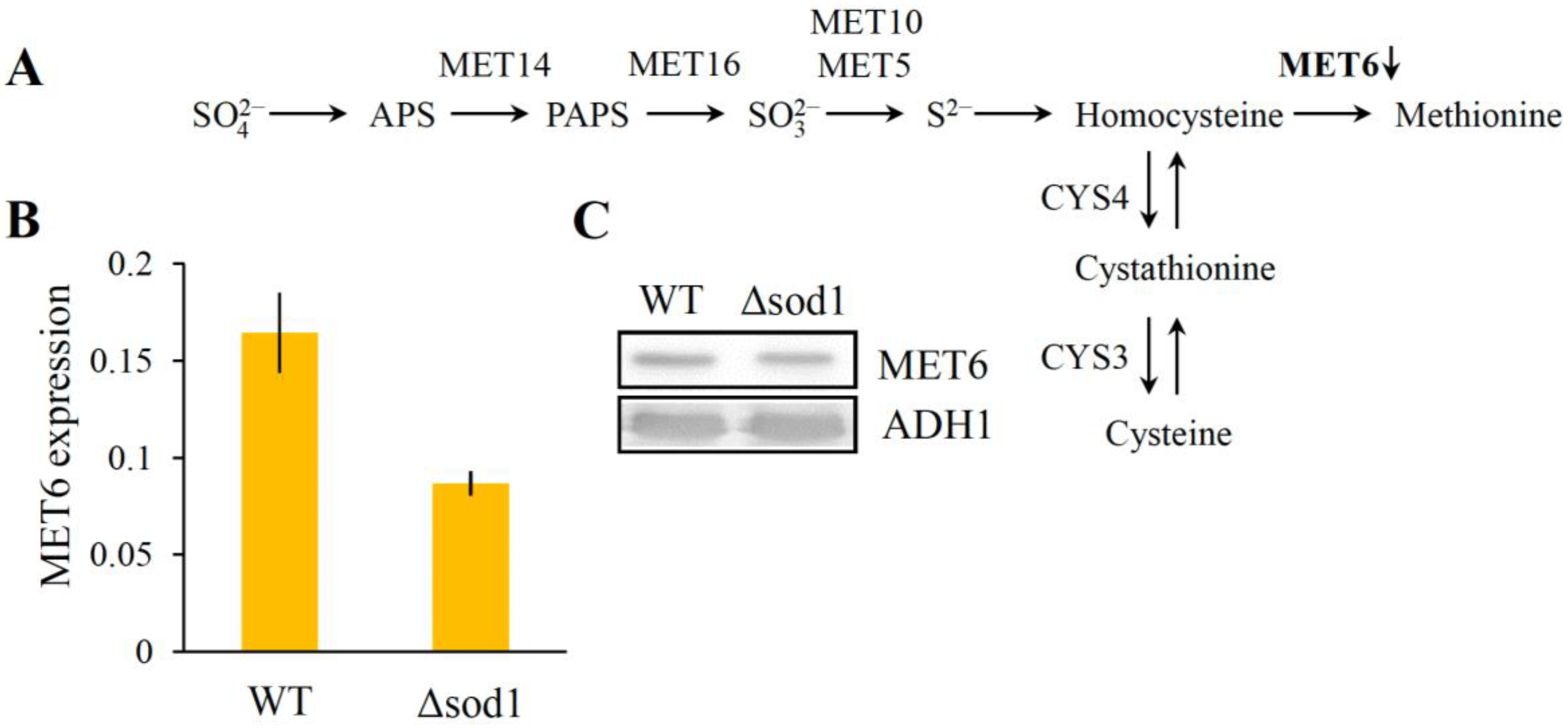 Metabolites 13 00459 g003