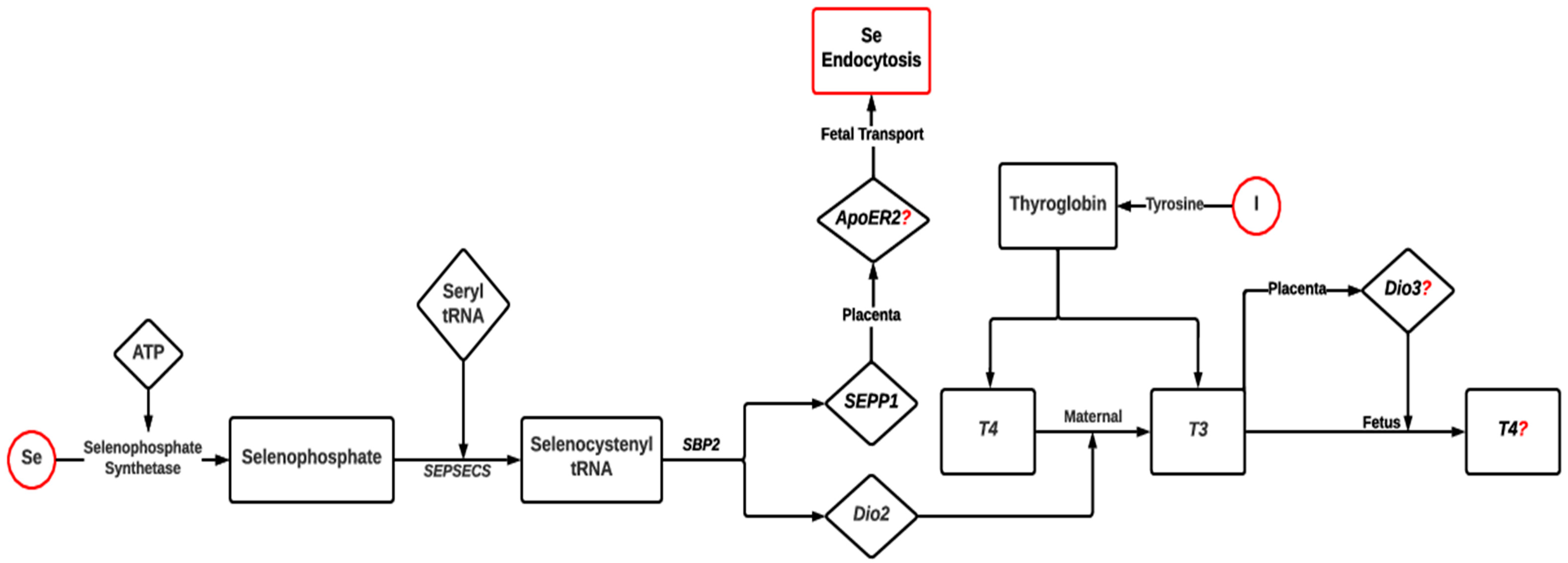 Metabolites 13 00593 g003 Metabolites 13 00593 g003