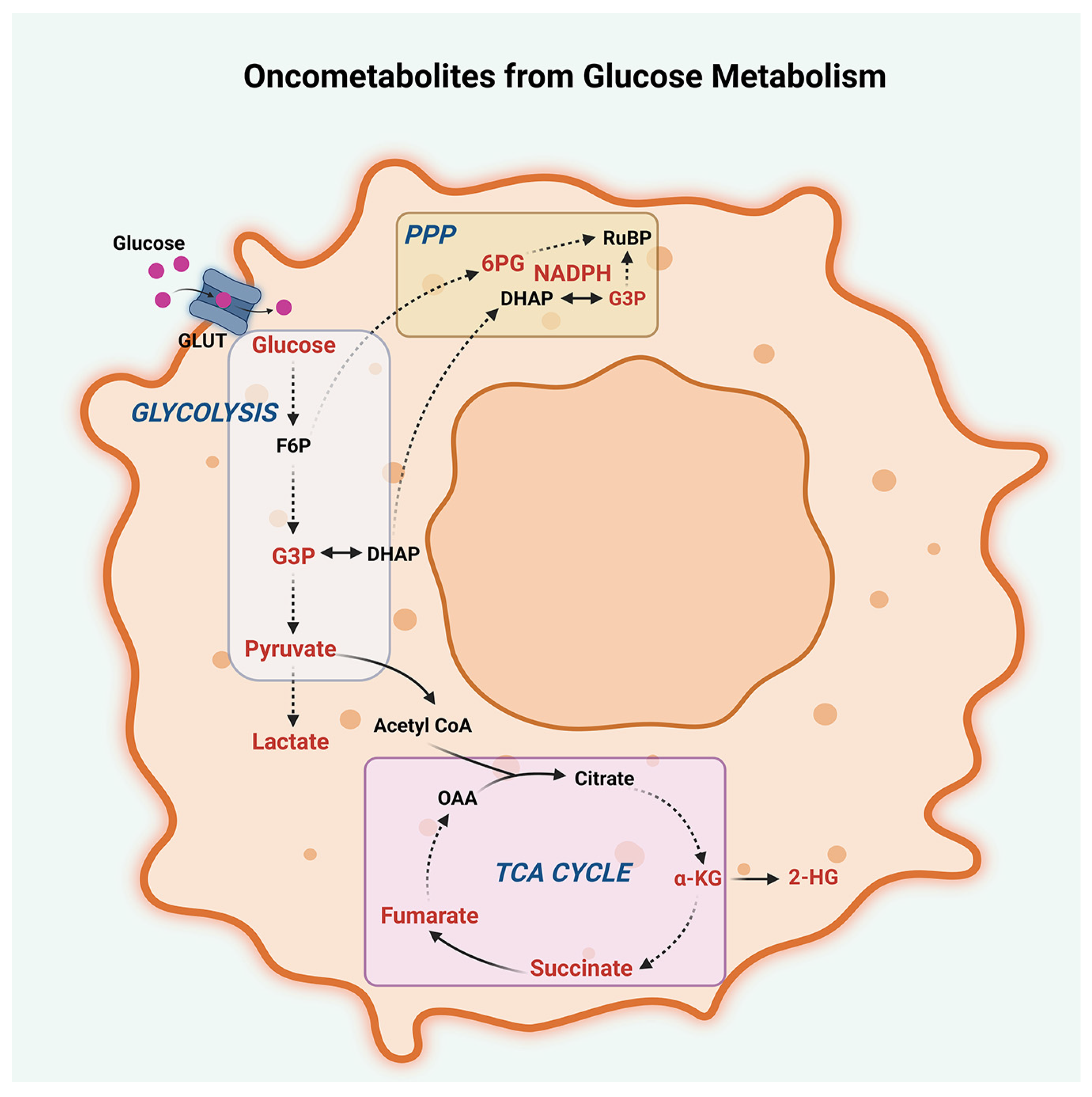 Metabolites 13 00618 g002