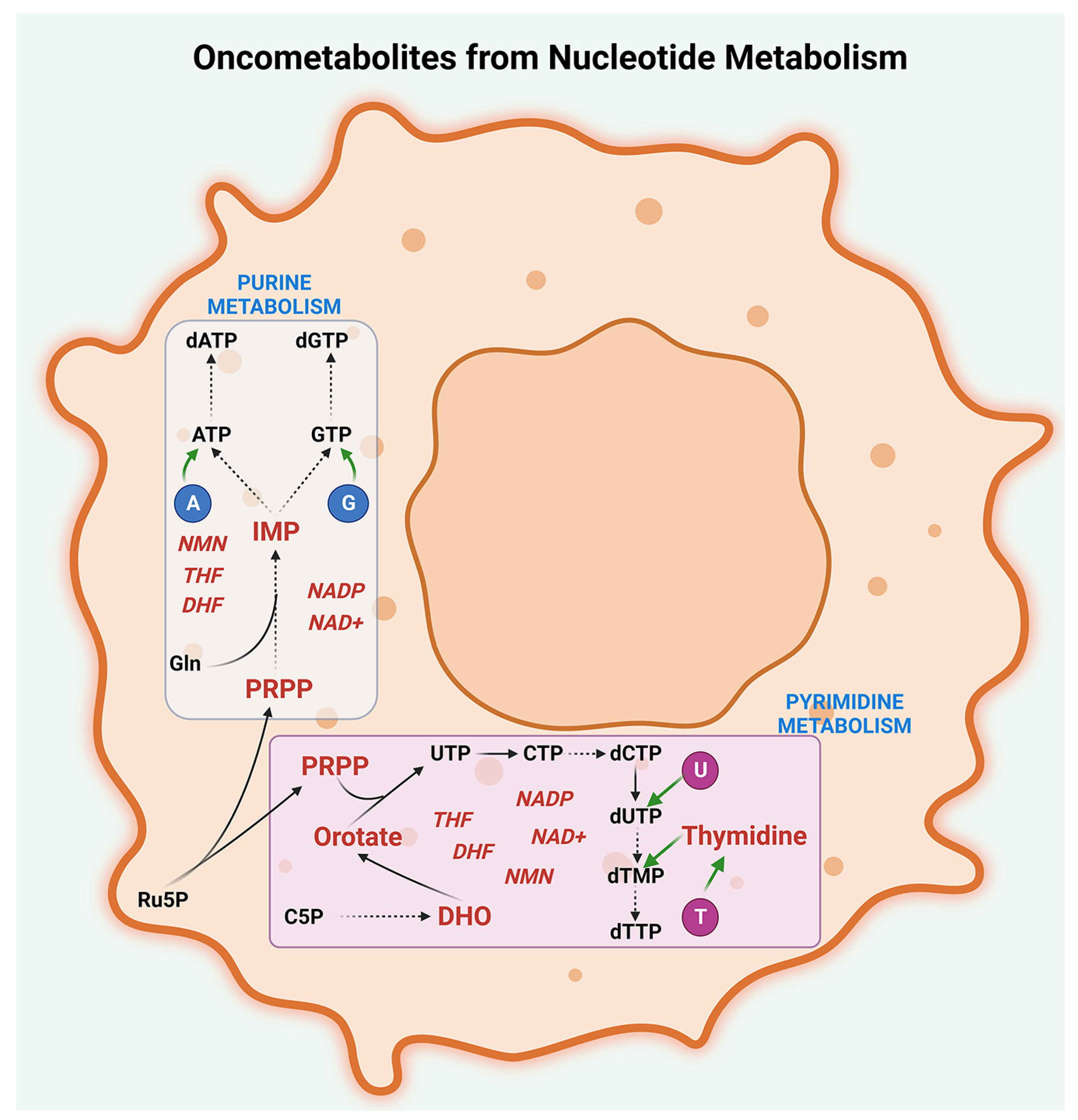 Metabolites | Free Full-Text | Targeting Oncometabolites In Peritoneal ...