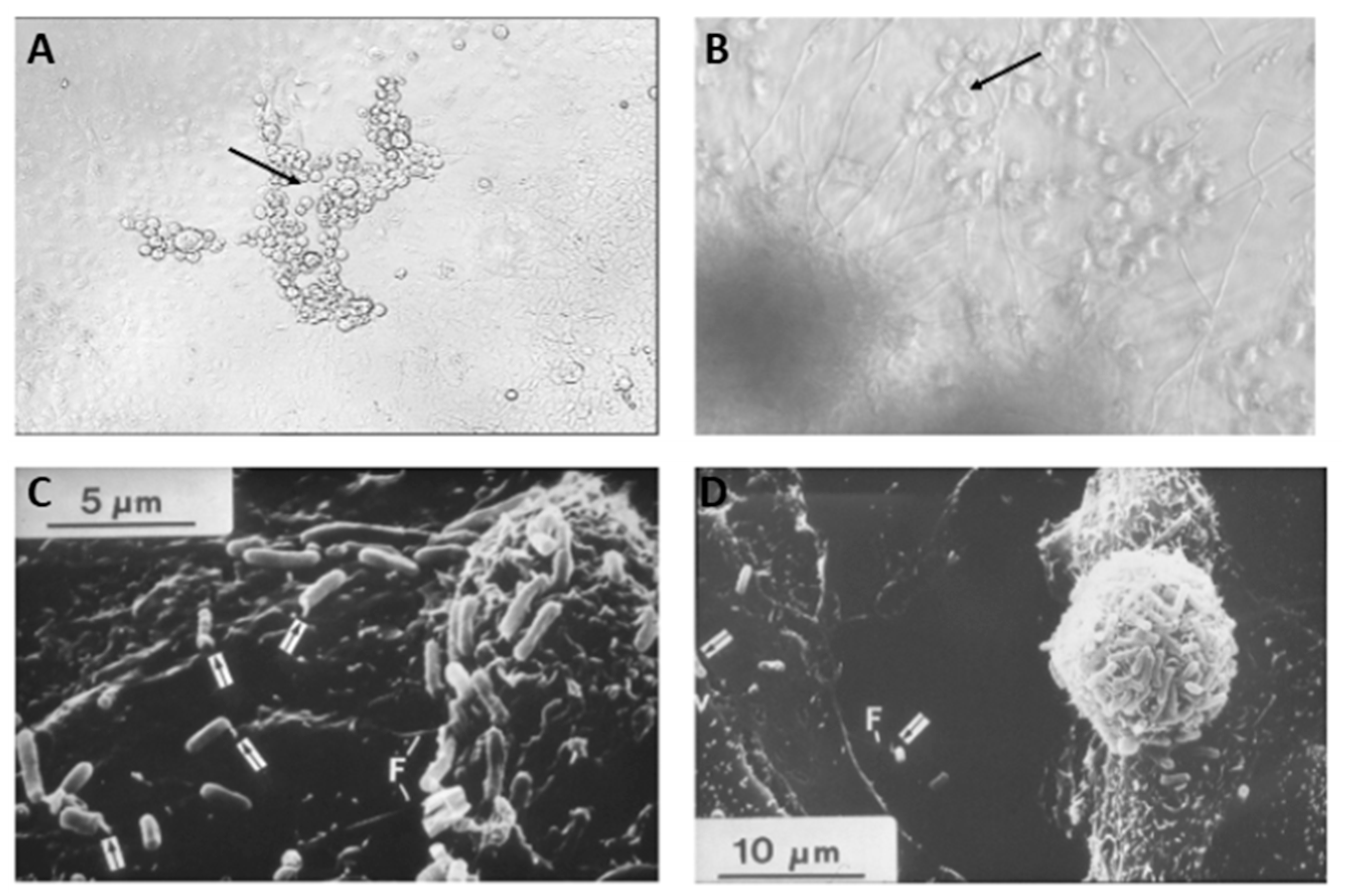 Metabolites 13 00625 g010 Metabolites 13 00625 g010