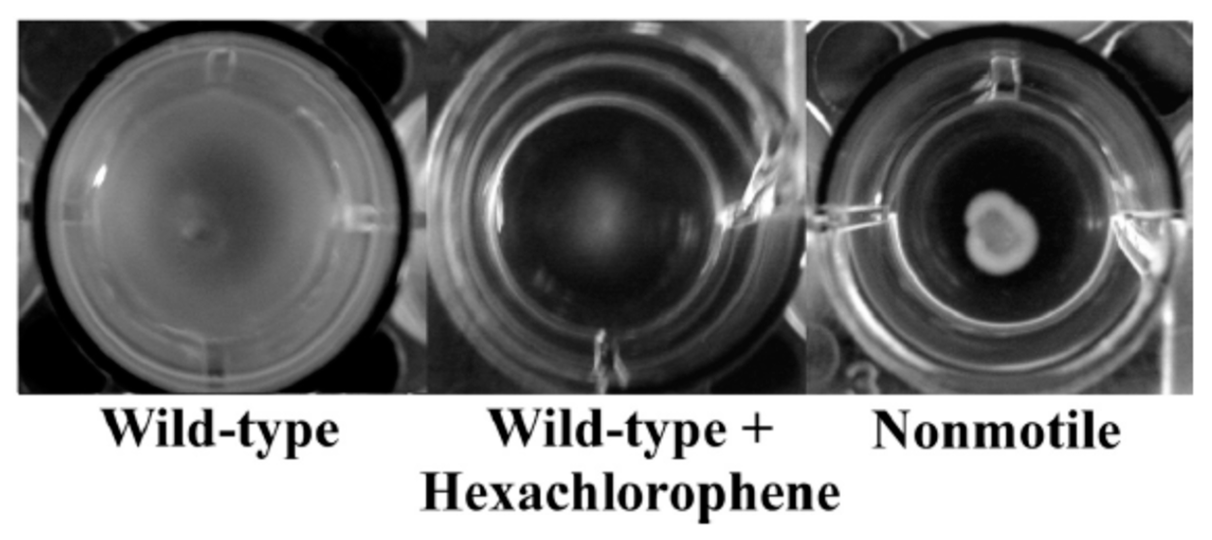 Metabolites 13 00625 g011 Metabolites 13 00625 g011