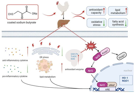 Sodium butyrate alleviates R97-116 peptide-induced myasthenia