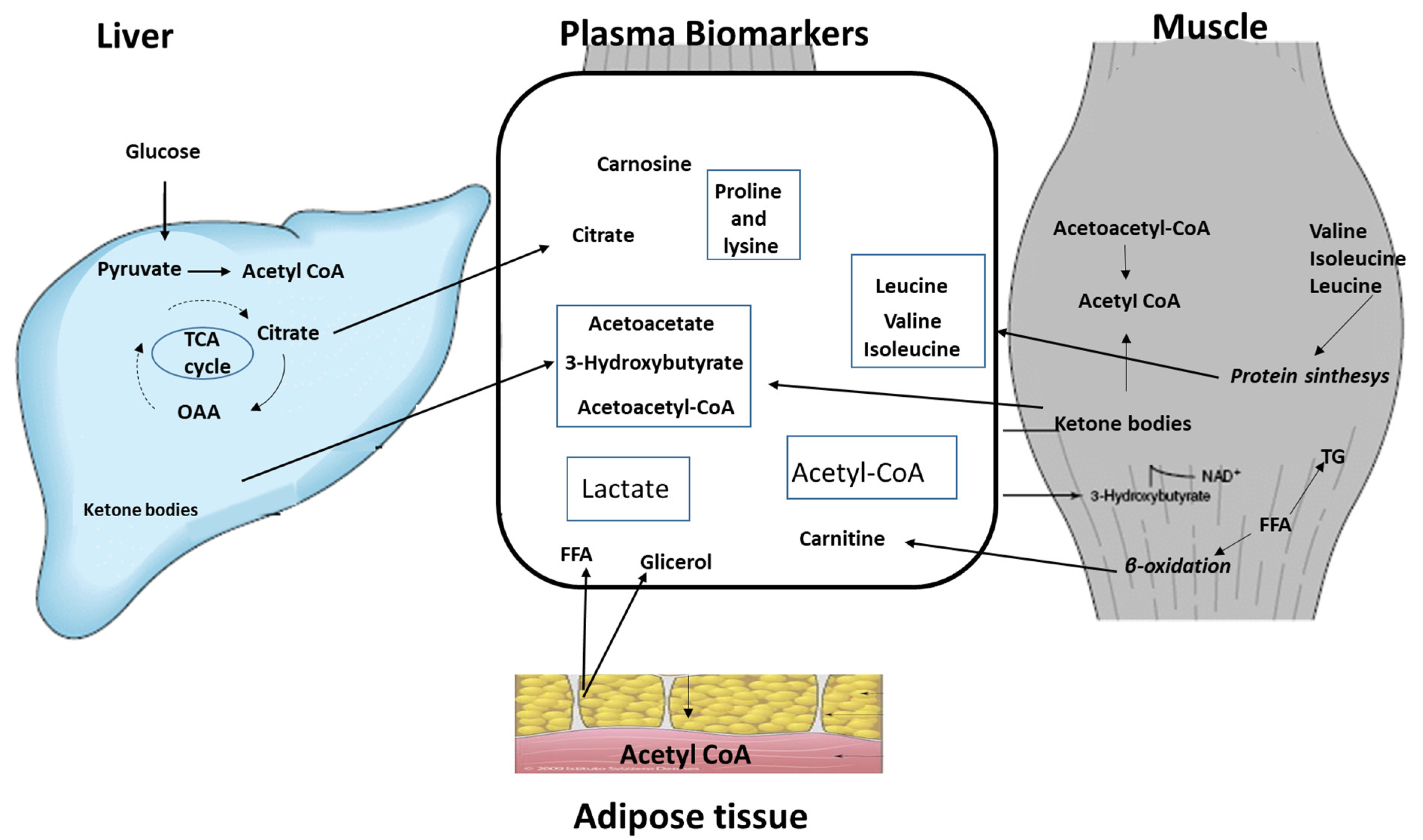 Metabolites 13 00681 g005 Metabolites 13 00681 g005