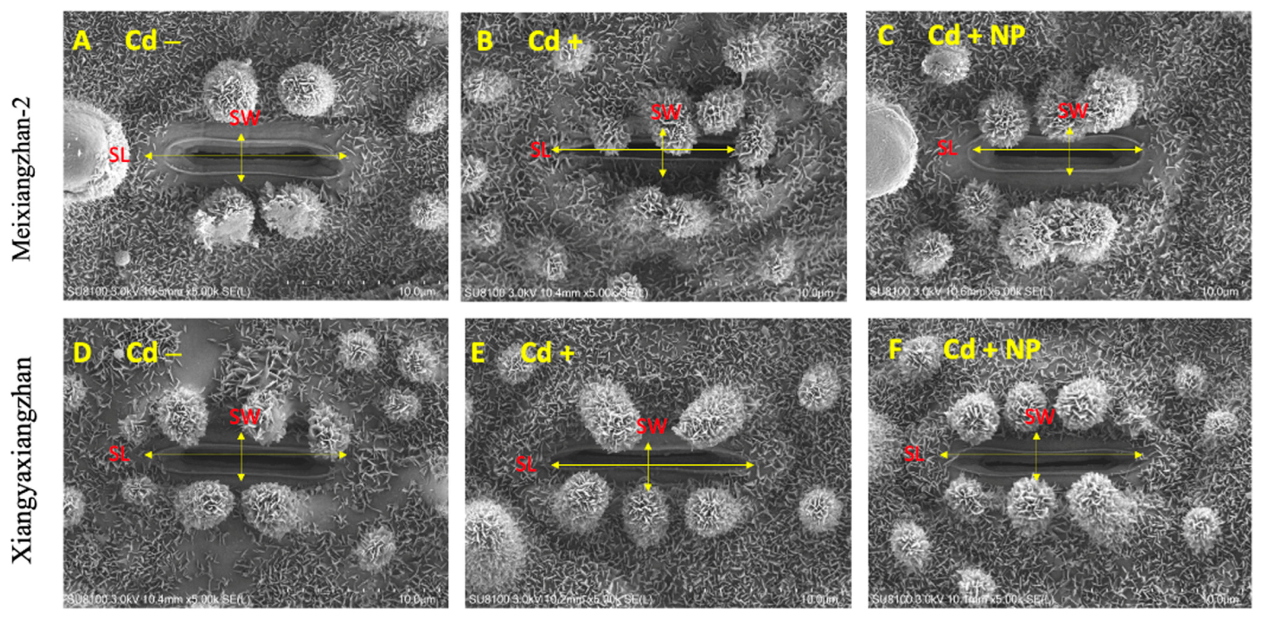 Metabolites 13 00765 g003