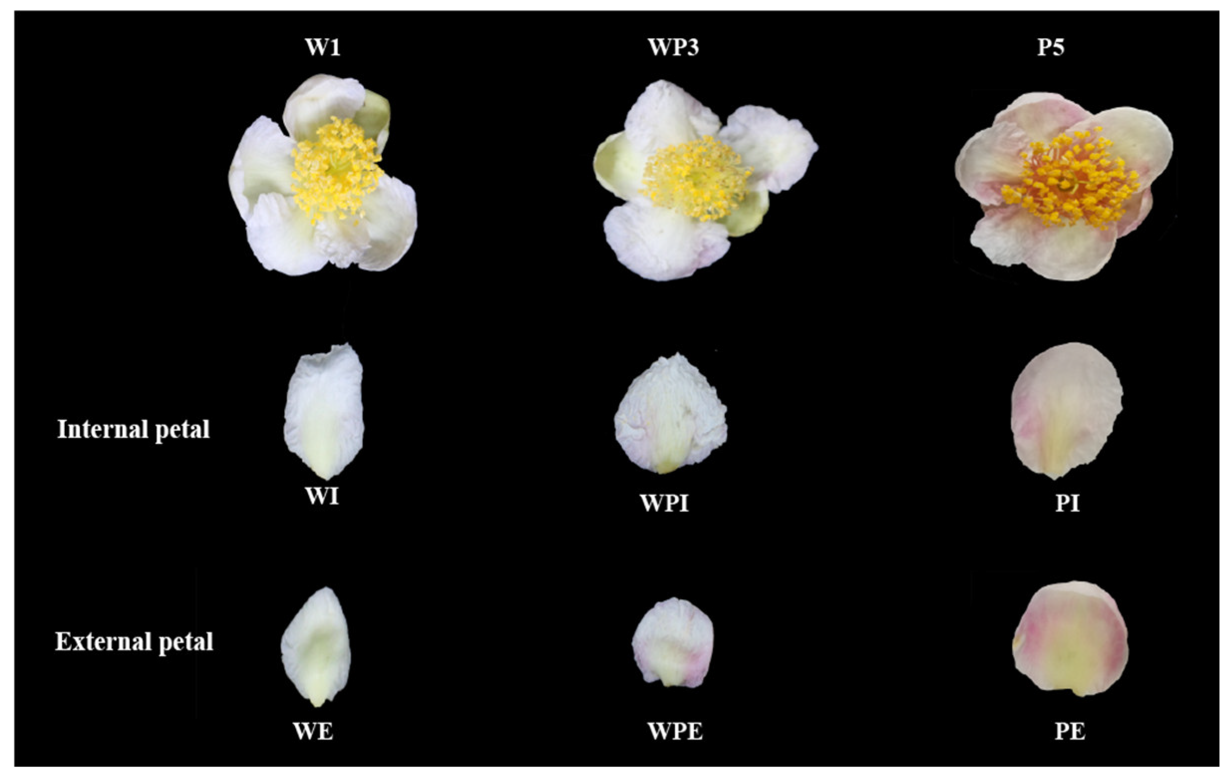 Metabolite signatures of diverse Camellia sinensis tea populations