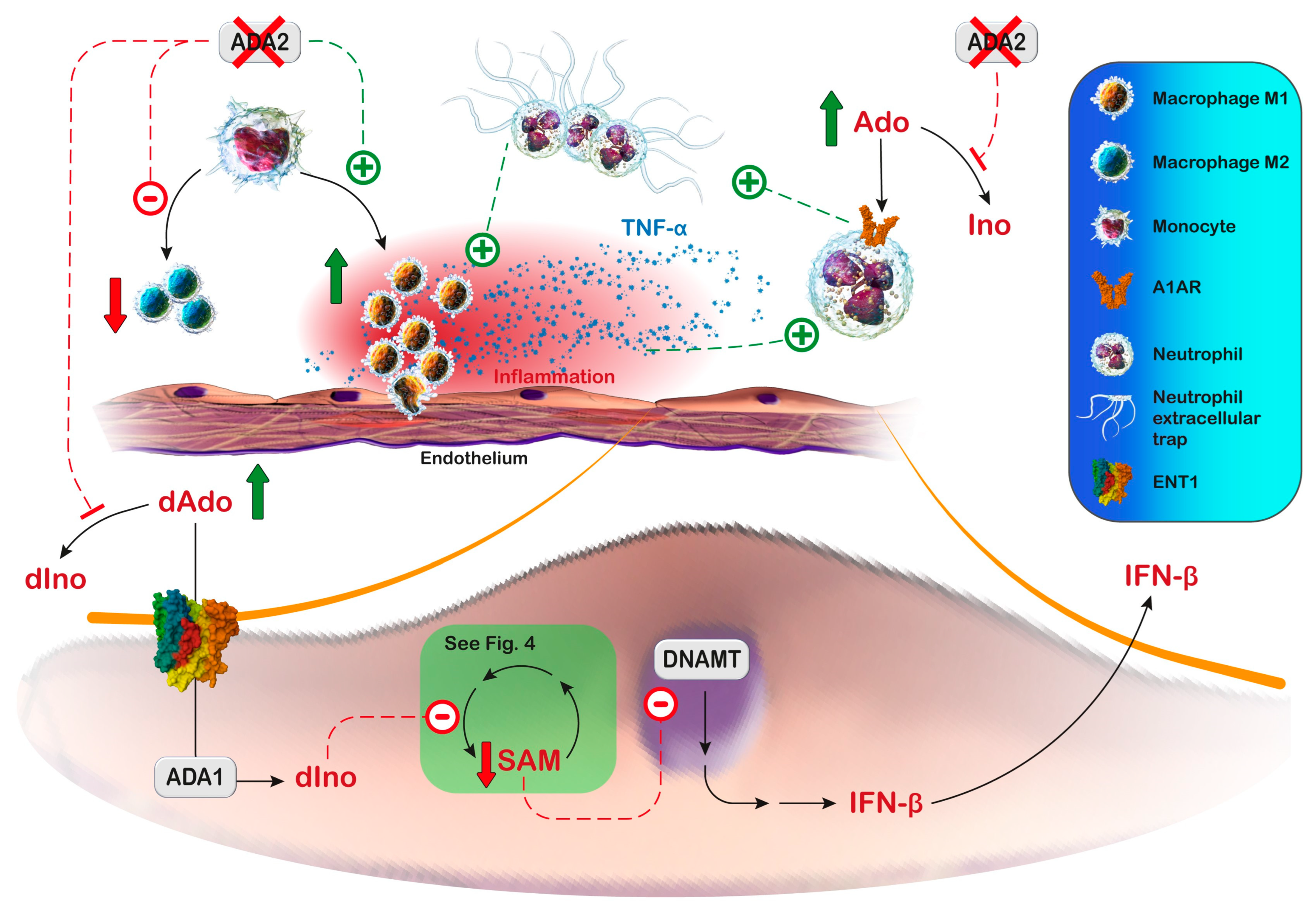 Metabolites 13 00787 g005 Metabolites 13 00787 g005