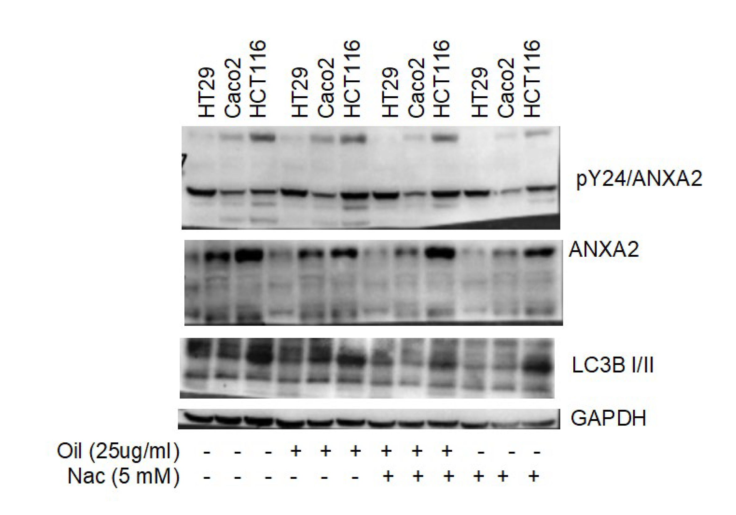 Metabolites 13 00789 g004 Metabolites 13 00789 g004
