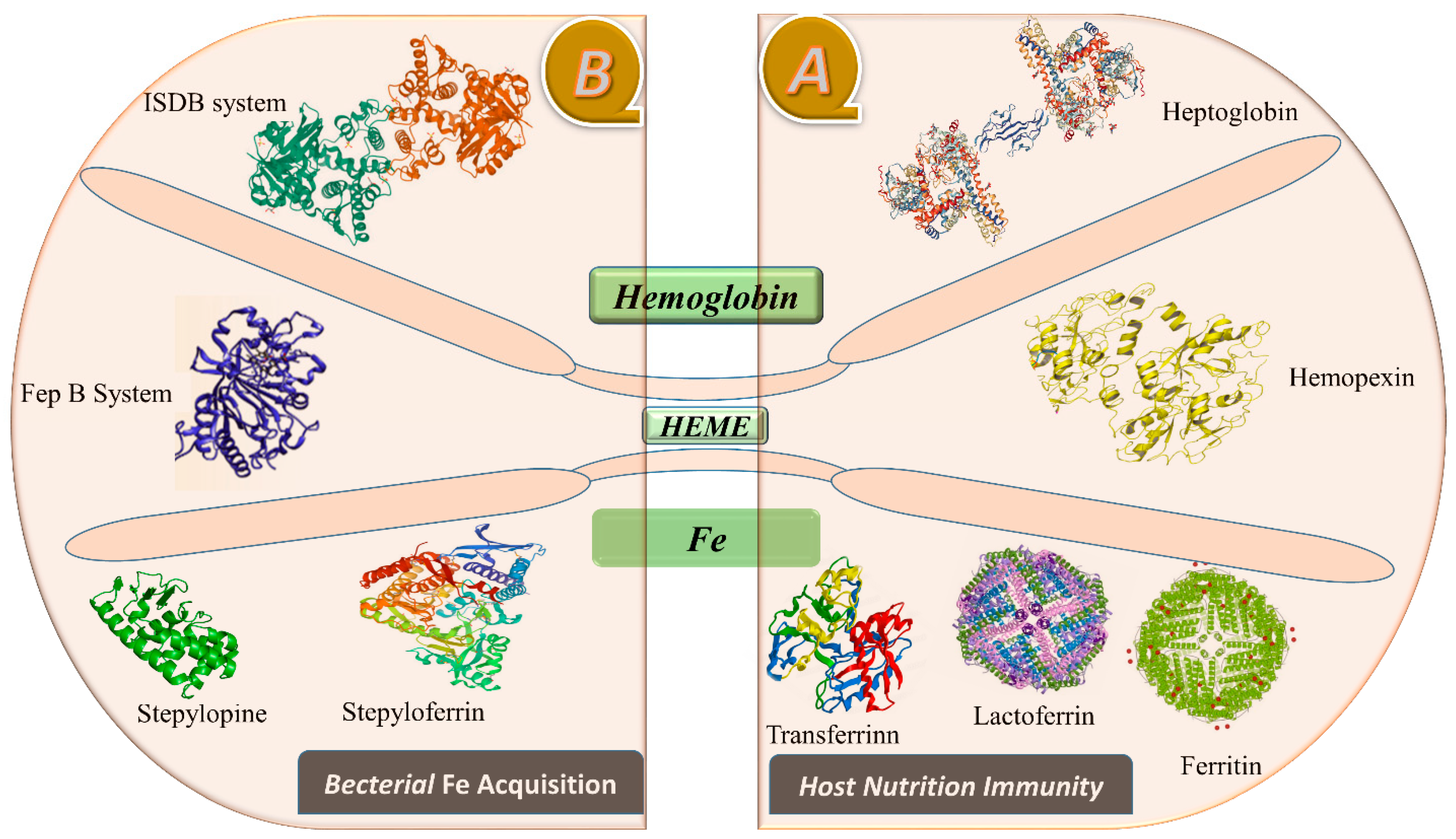 Researchers identify microbe that protects bees from fungal infections: IU  News