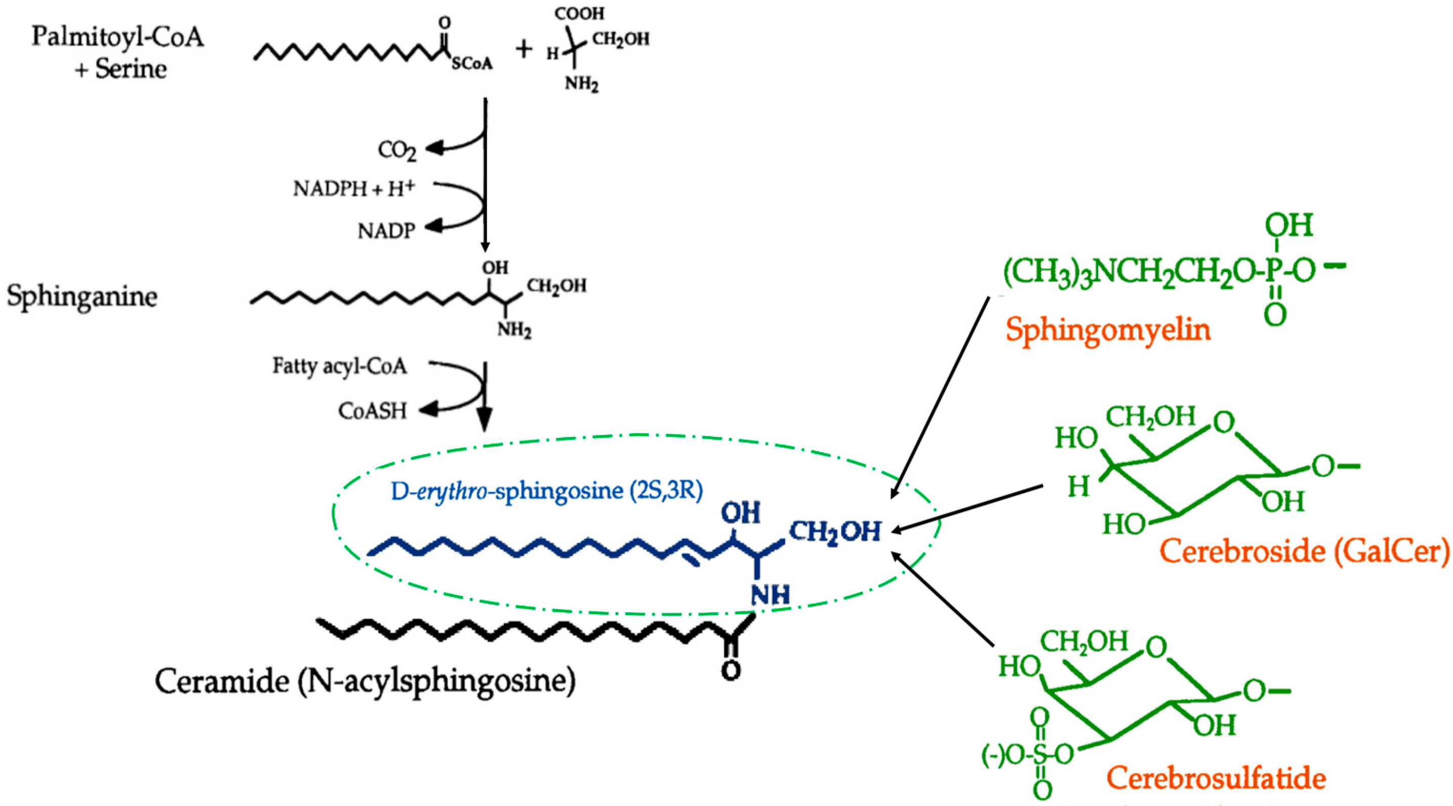 Metabolites 13 00867 g001 Metabolites 13 00867 g001