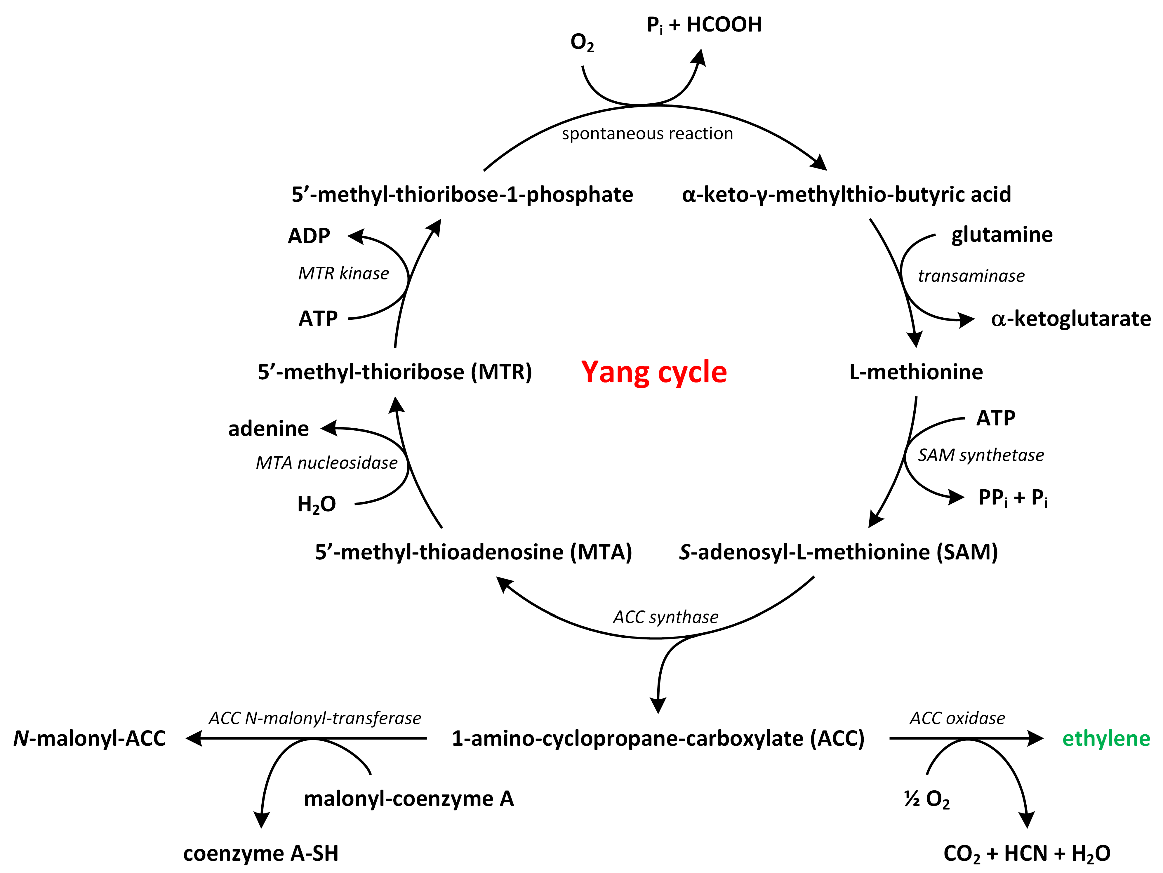 Metabolites 13 00884 g003