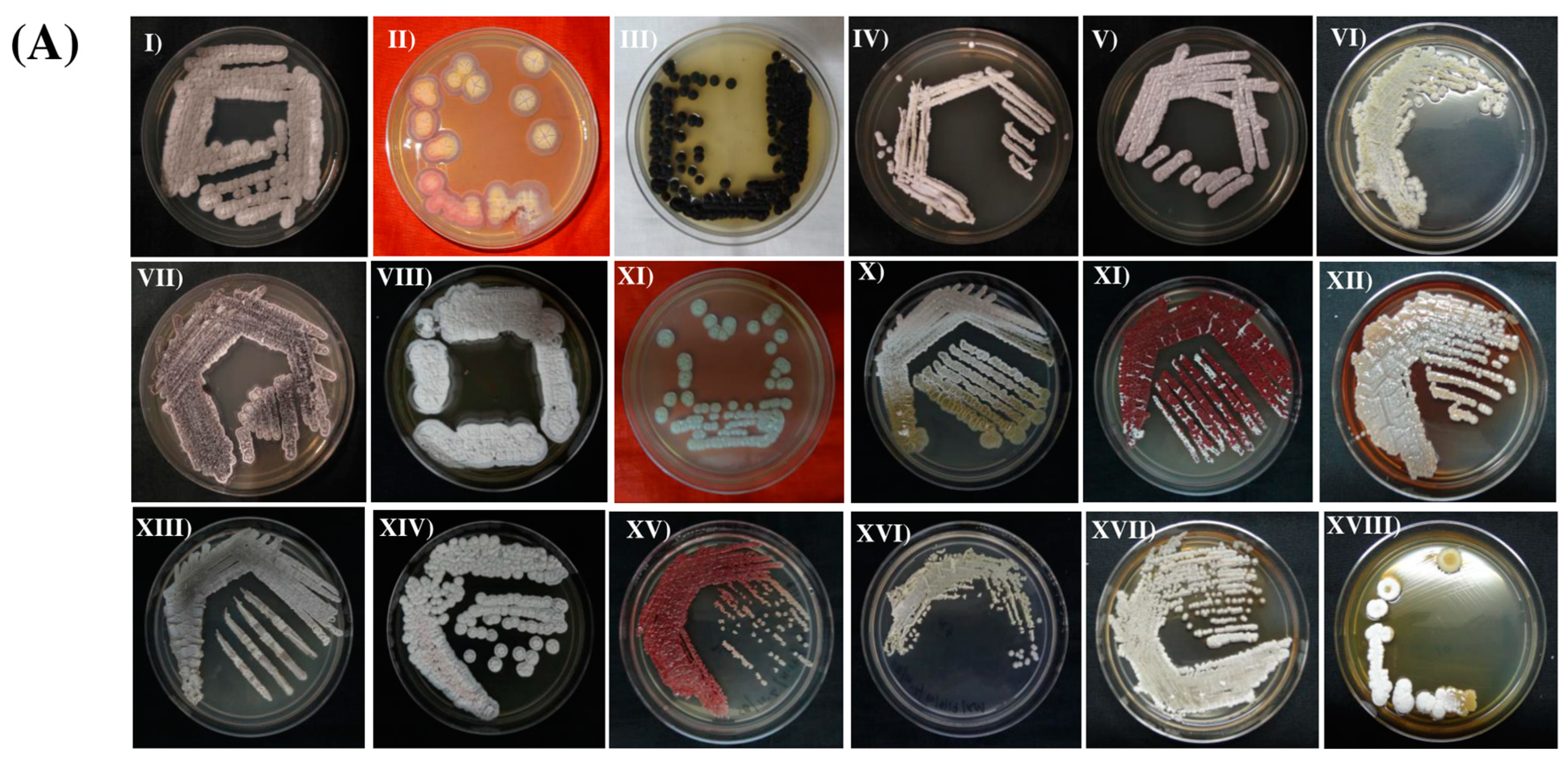 Metabolites 13 00911 g003a