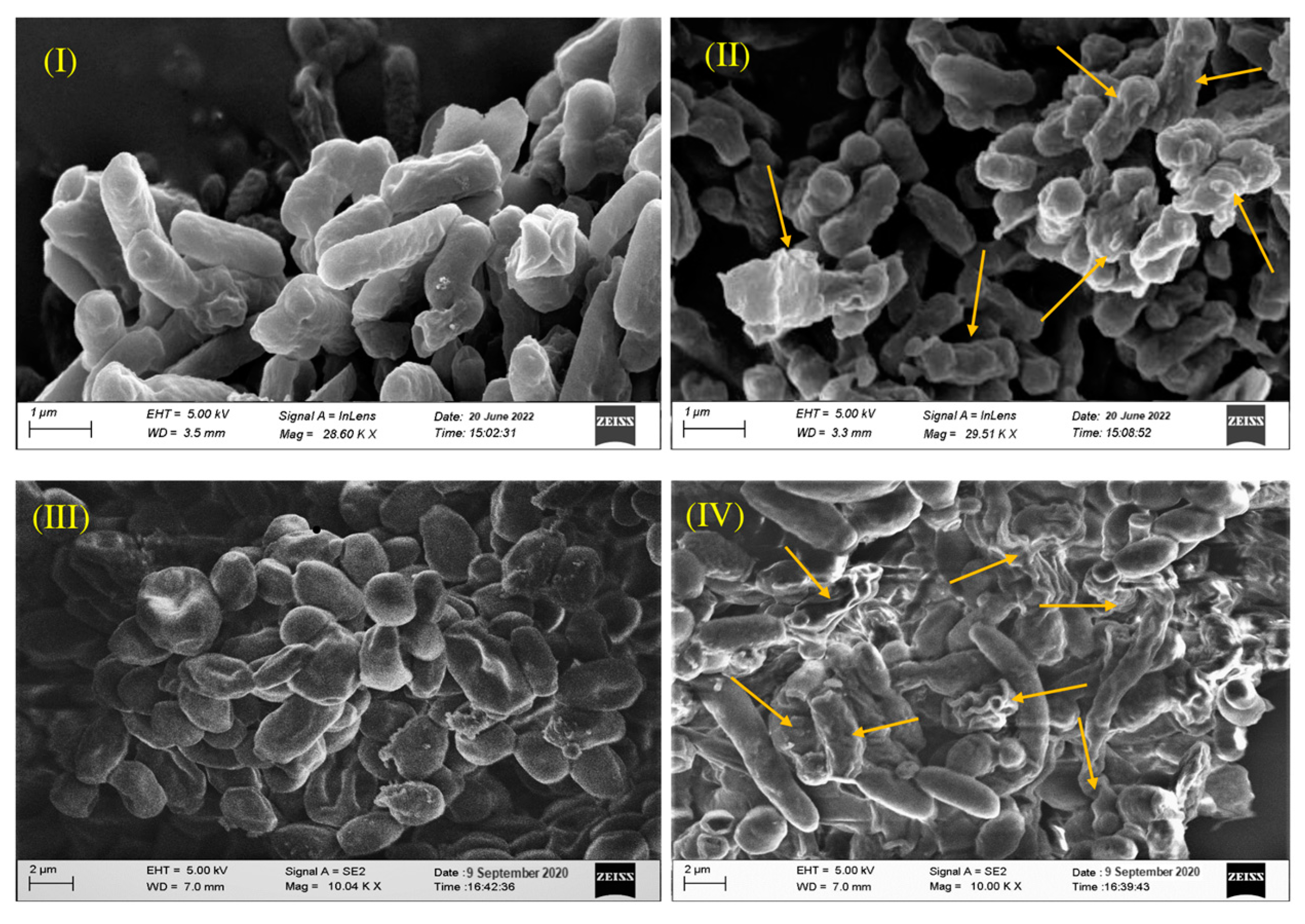 Metabolites 13 00911 g005