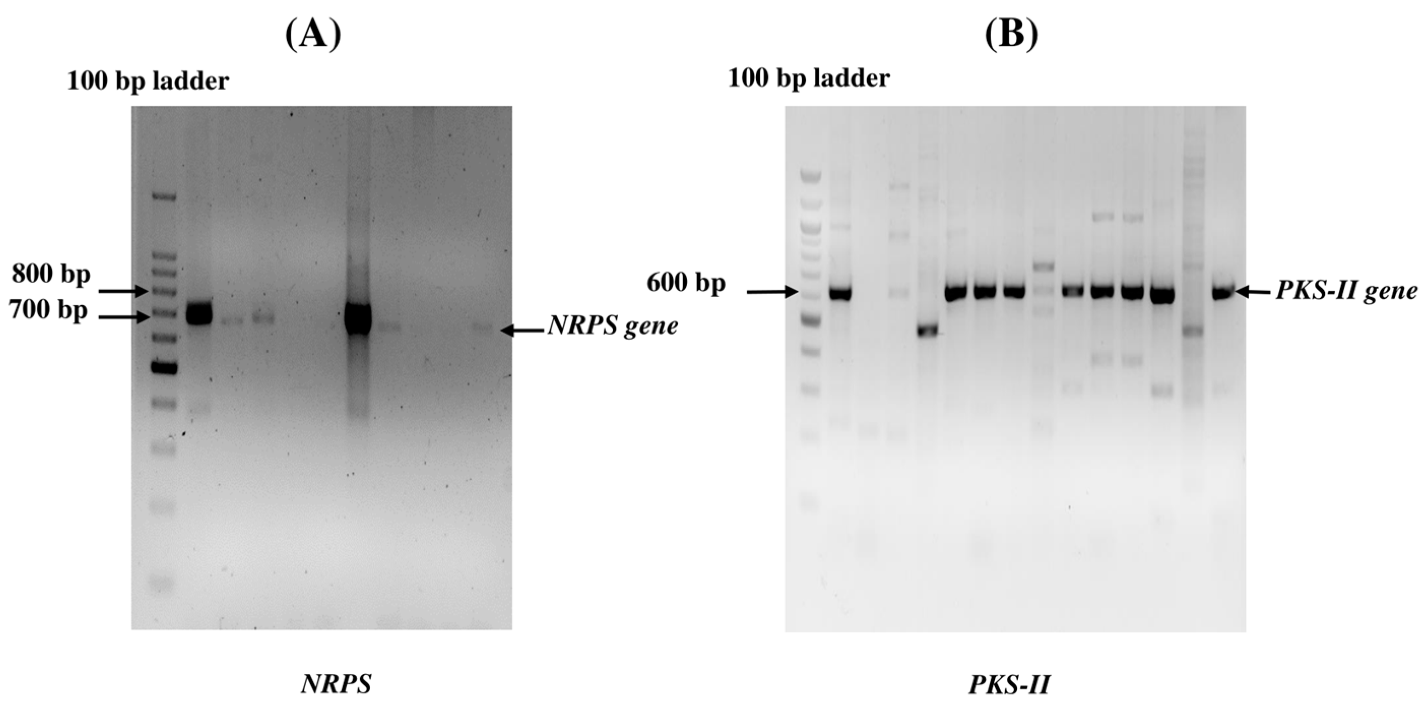 Metabolites 13 00911 g007