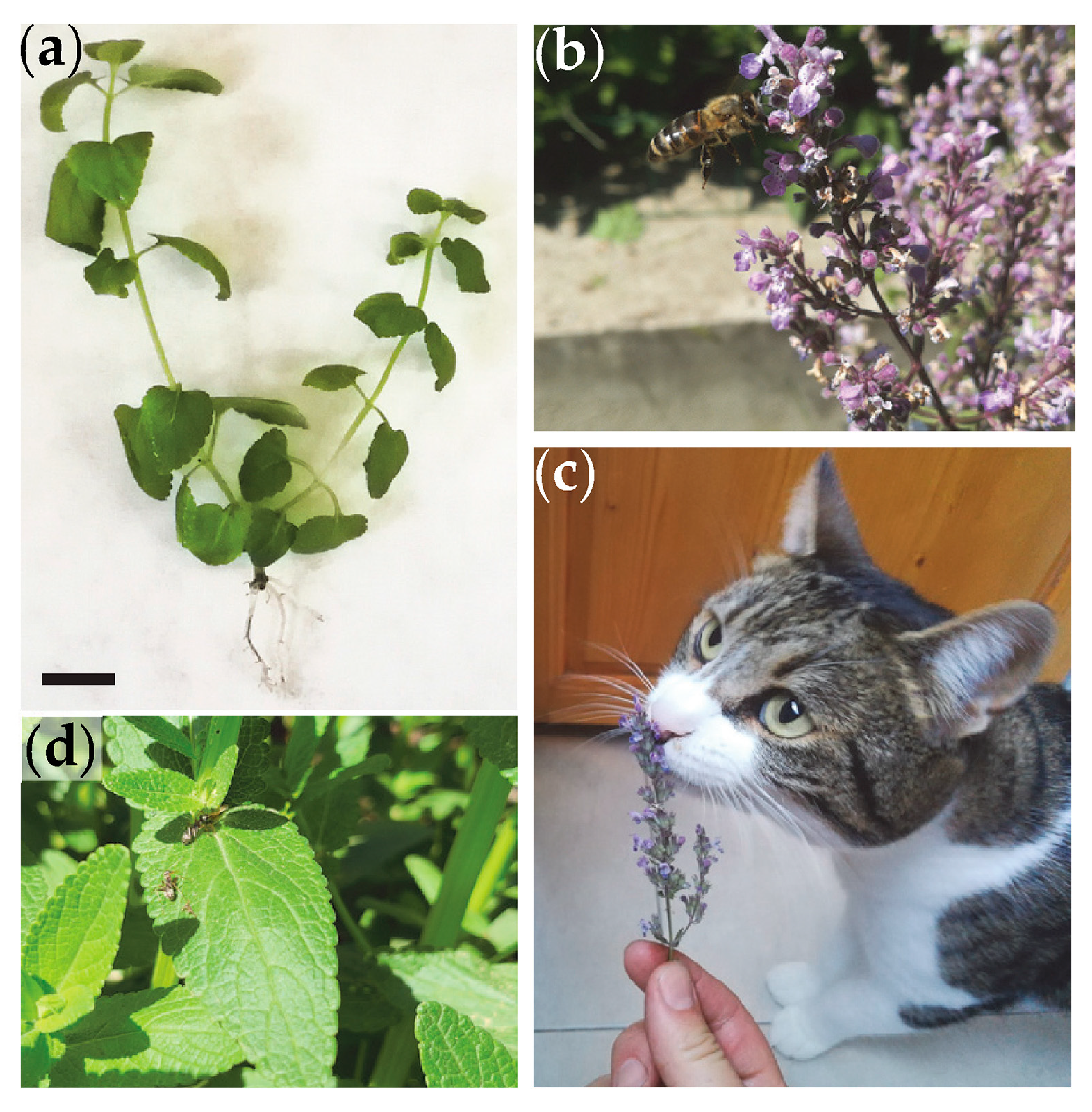 Metabolites 13 01099 g001 Metabolites 13 01099 g001
