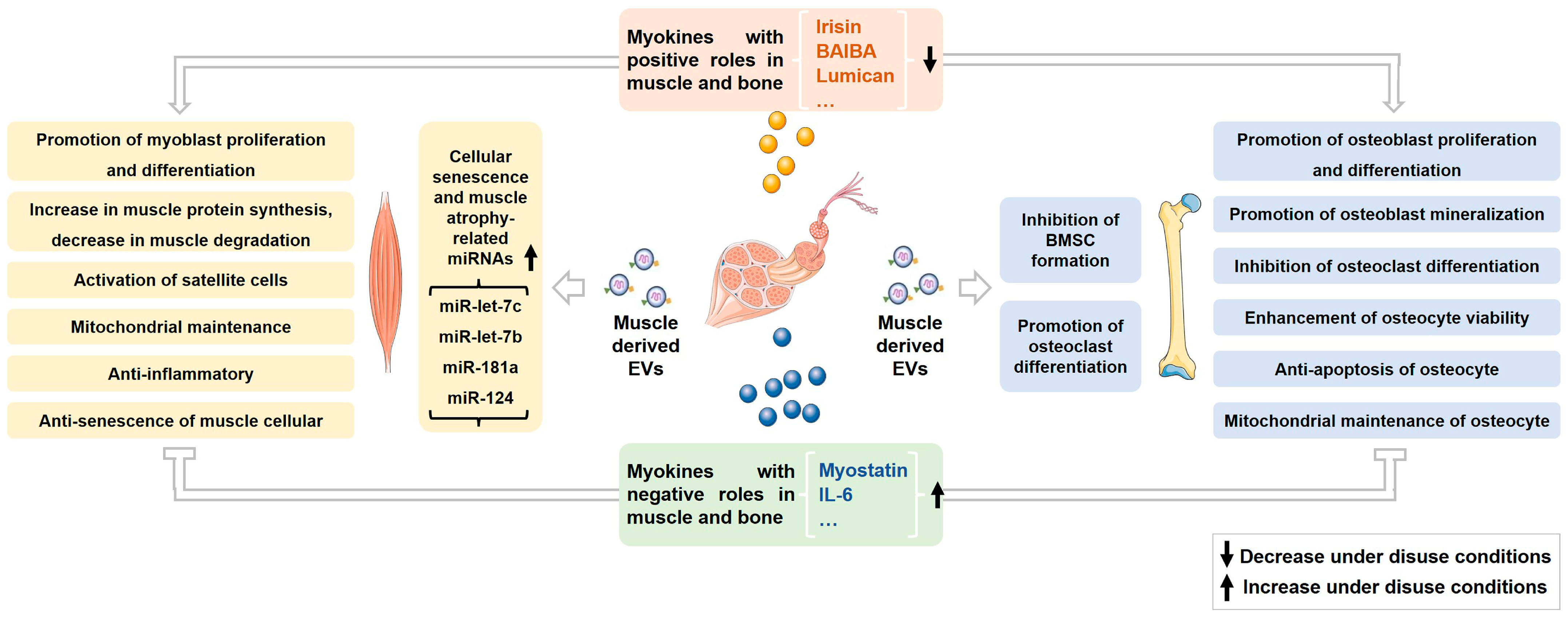 Metabolites | Free Full-Text | Roles of Myokines and Muscle 