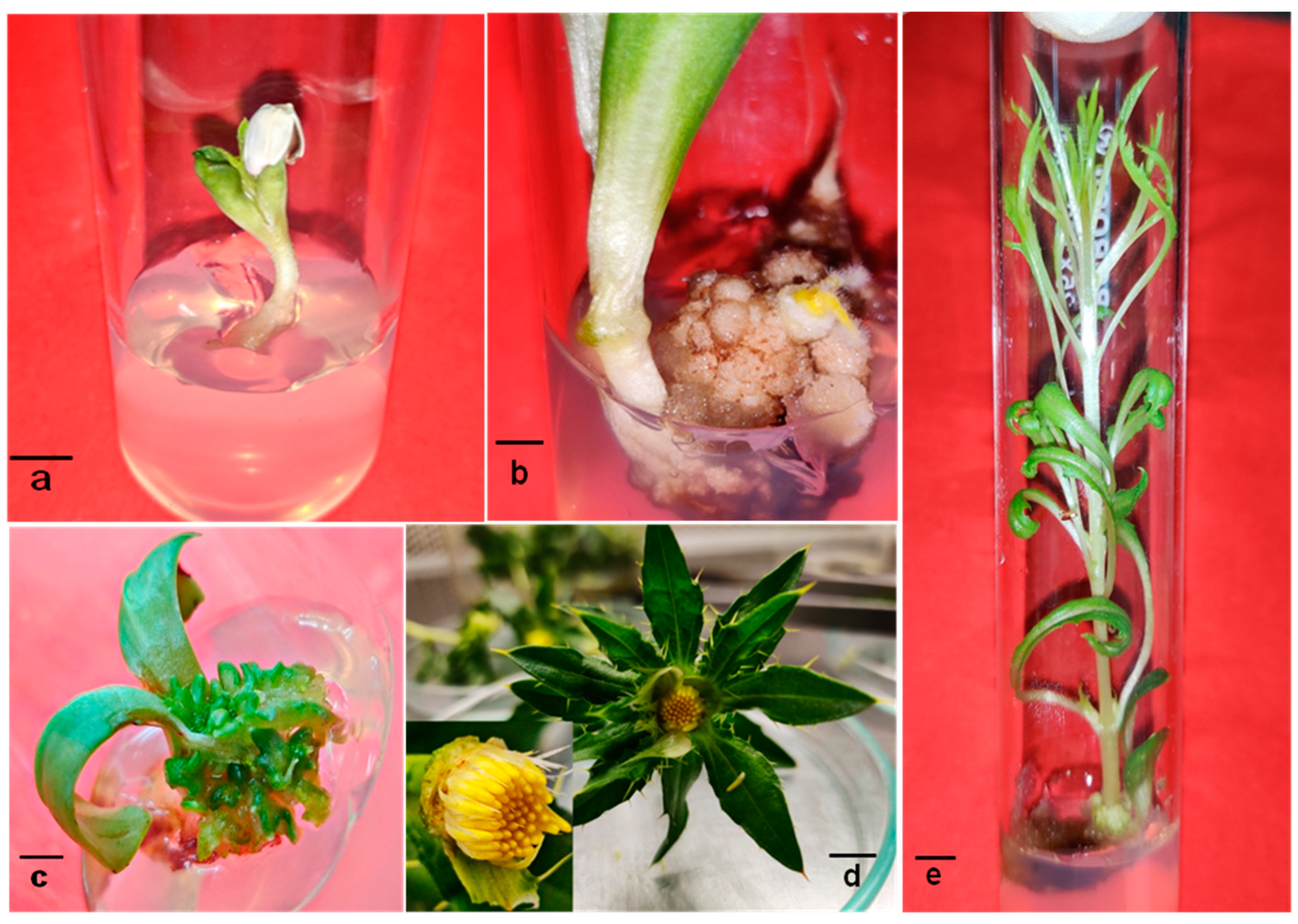 Metabolites Free Full Text Phytocompounds and Regulation of