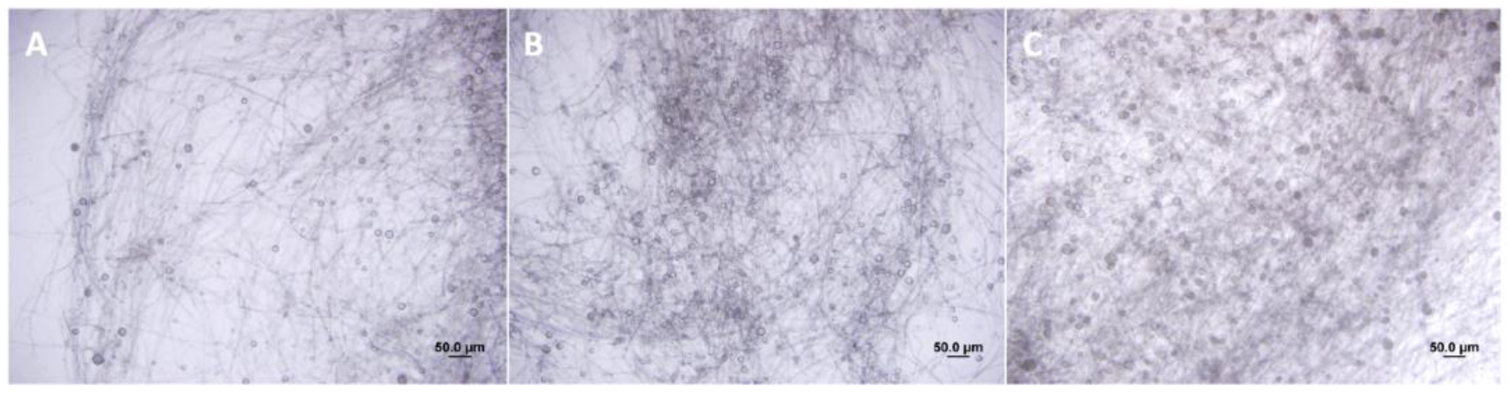 Metabolites 14 00206 g001