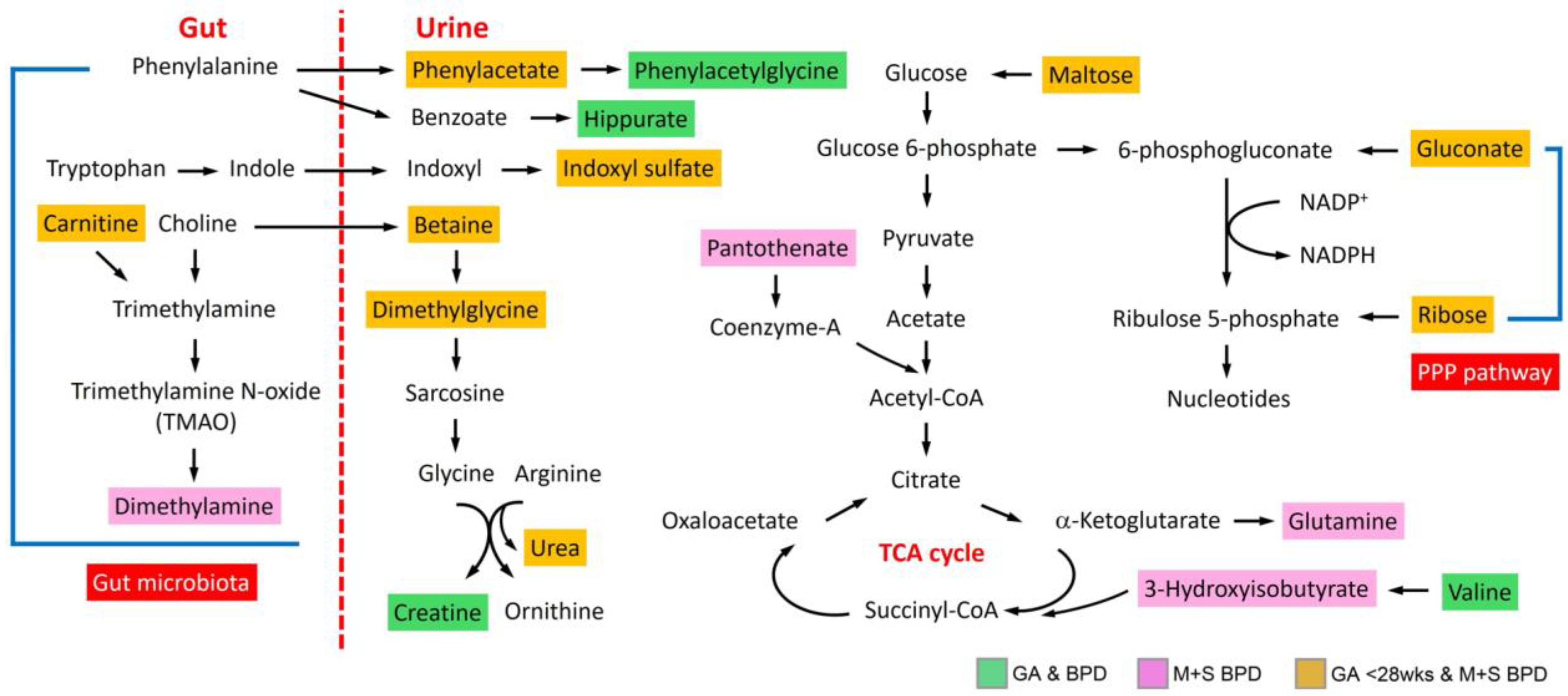 Metabolites 14 00219 g002 Metabolites 14 00219 g002