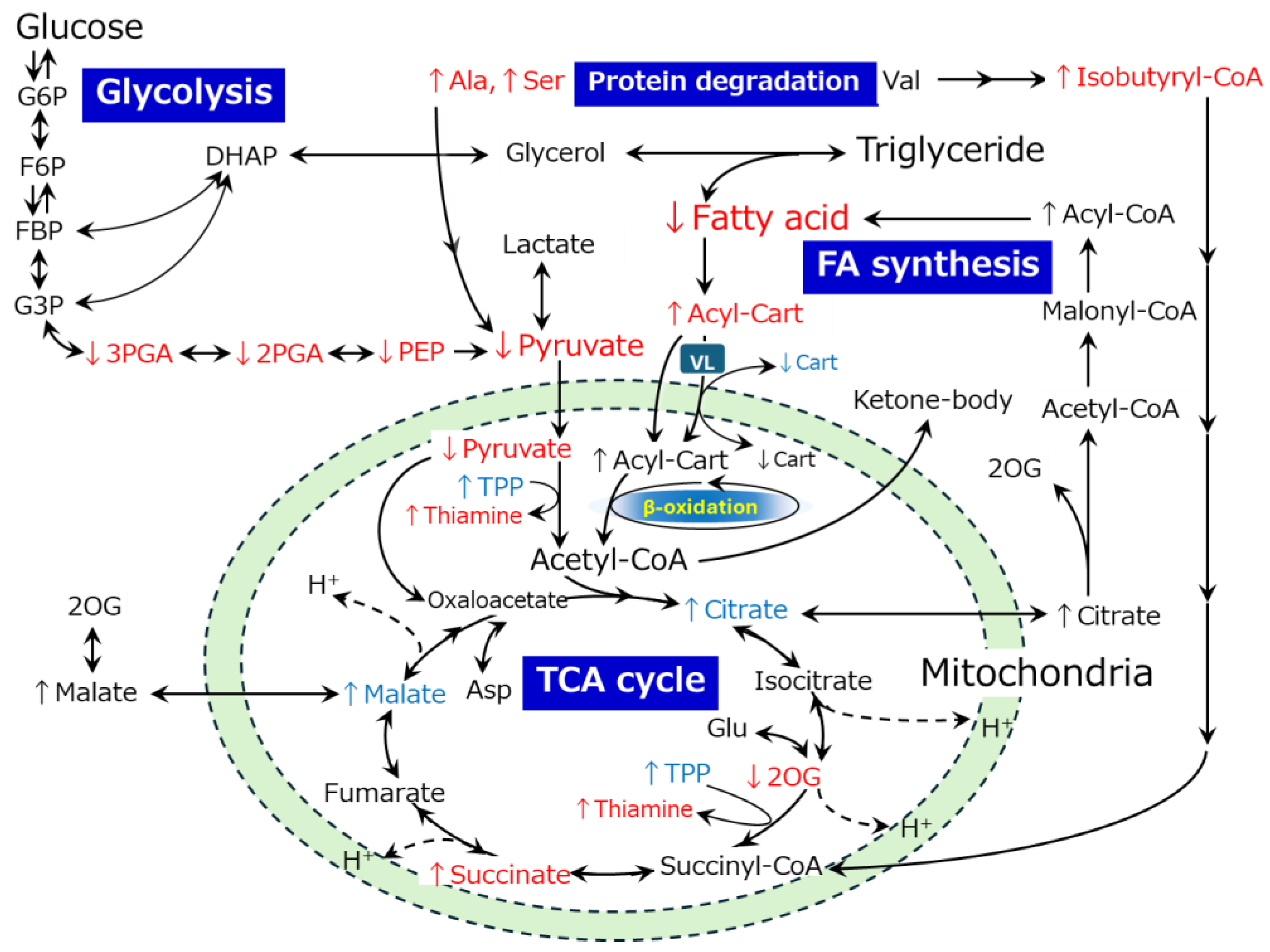 Metabolites 14 00261 g010