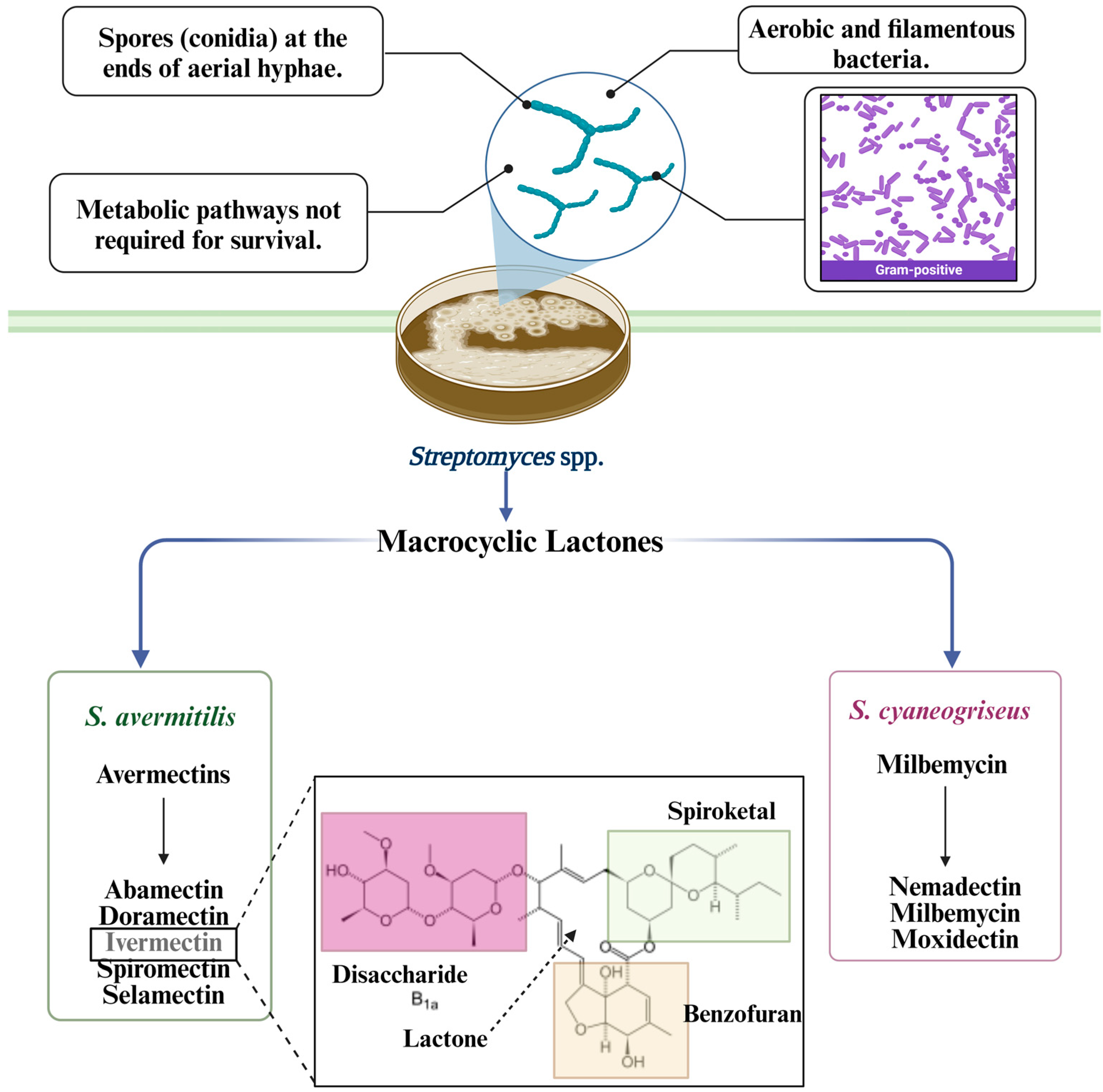Metabolites 14 00374 g001