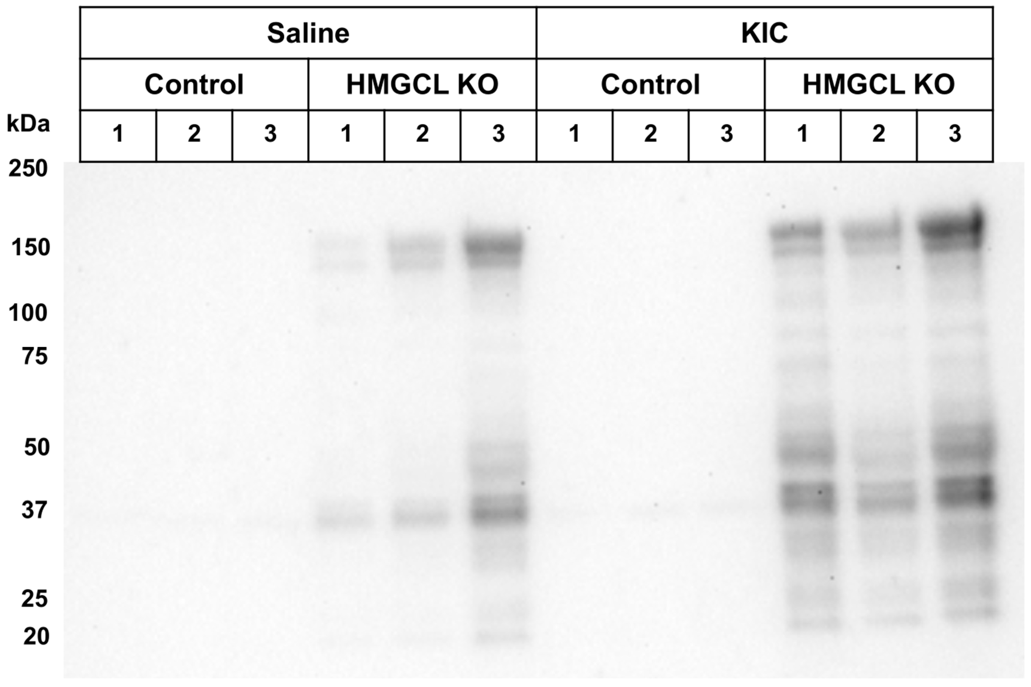 Metabolites 14 00421 g007
