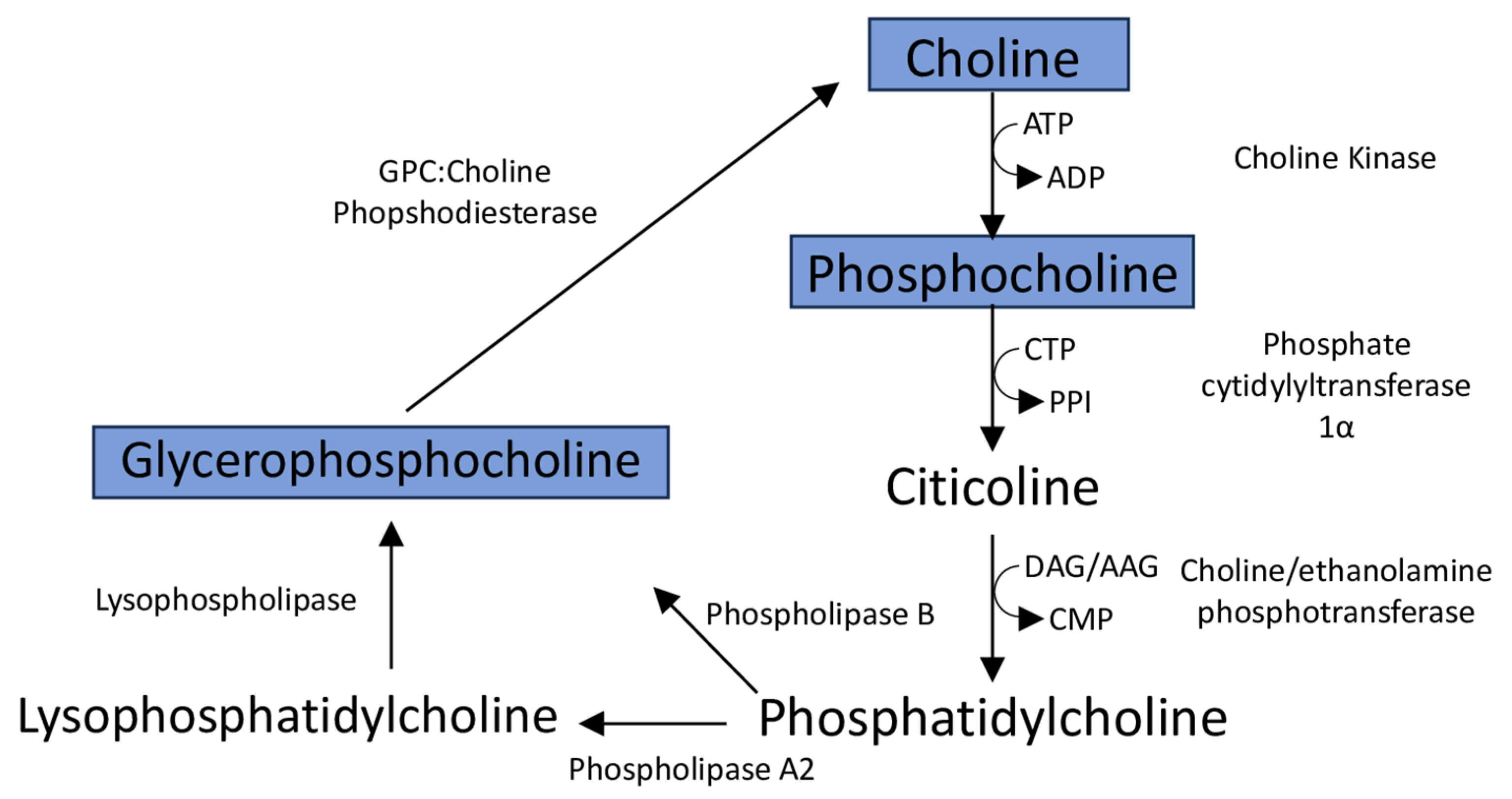 Metabolites 14 00423 g007 Metabolites 14 00423 g007