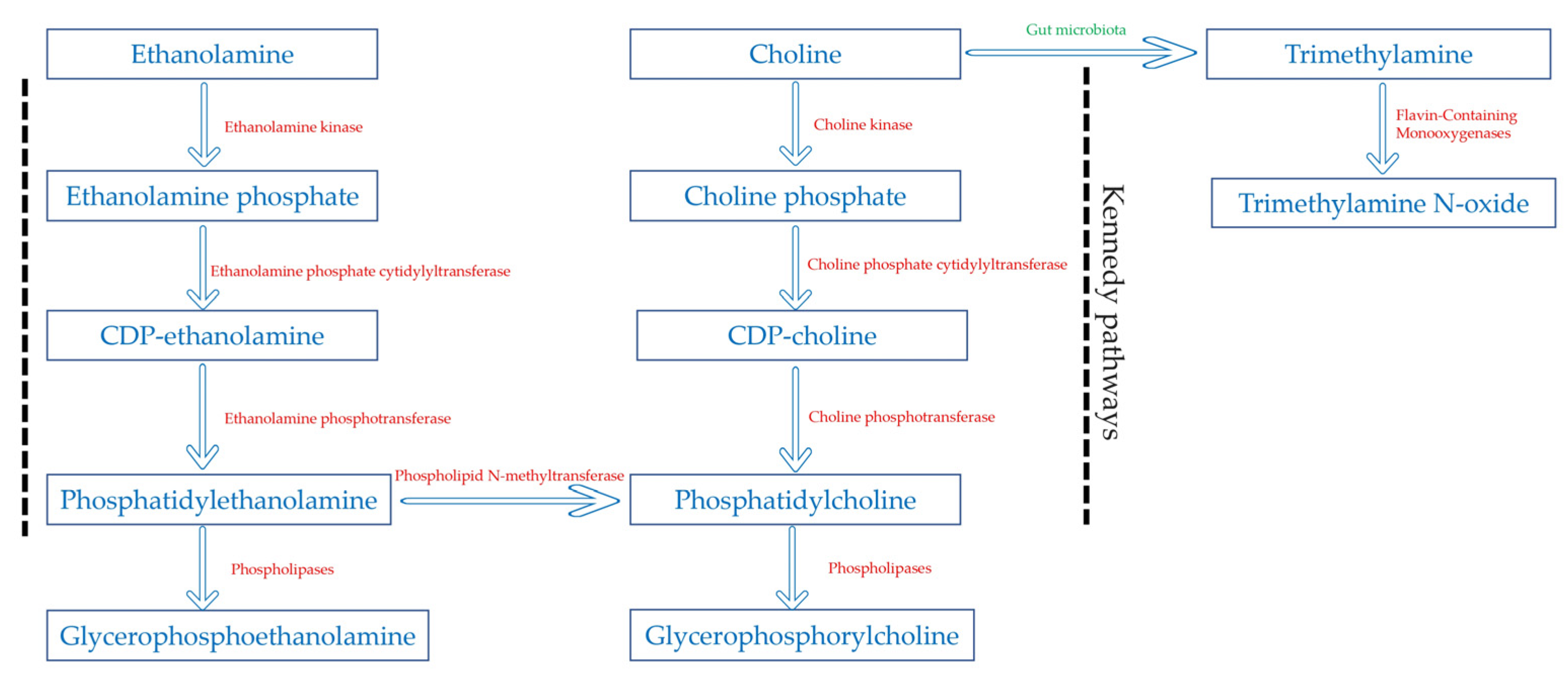 Metabolites 14 00457 g004 Metabolites 14 00457 g004