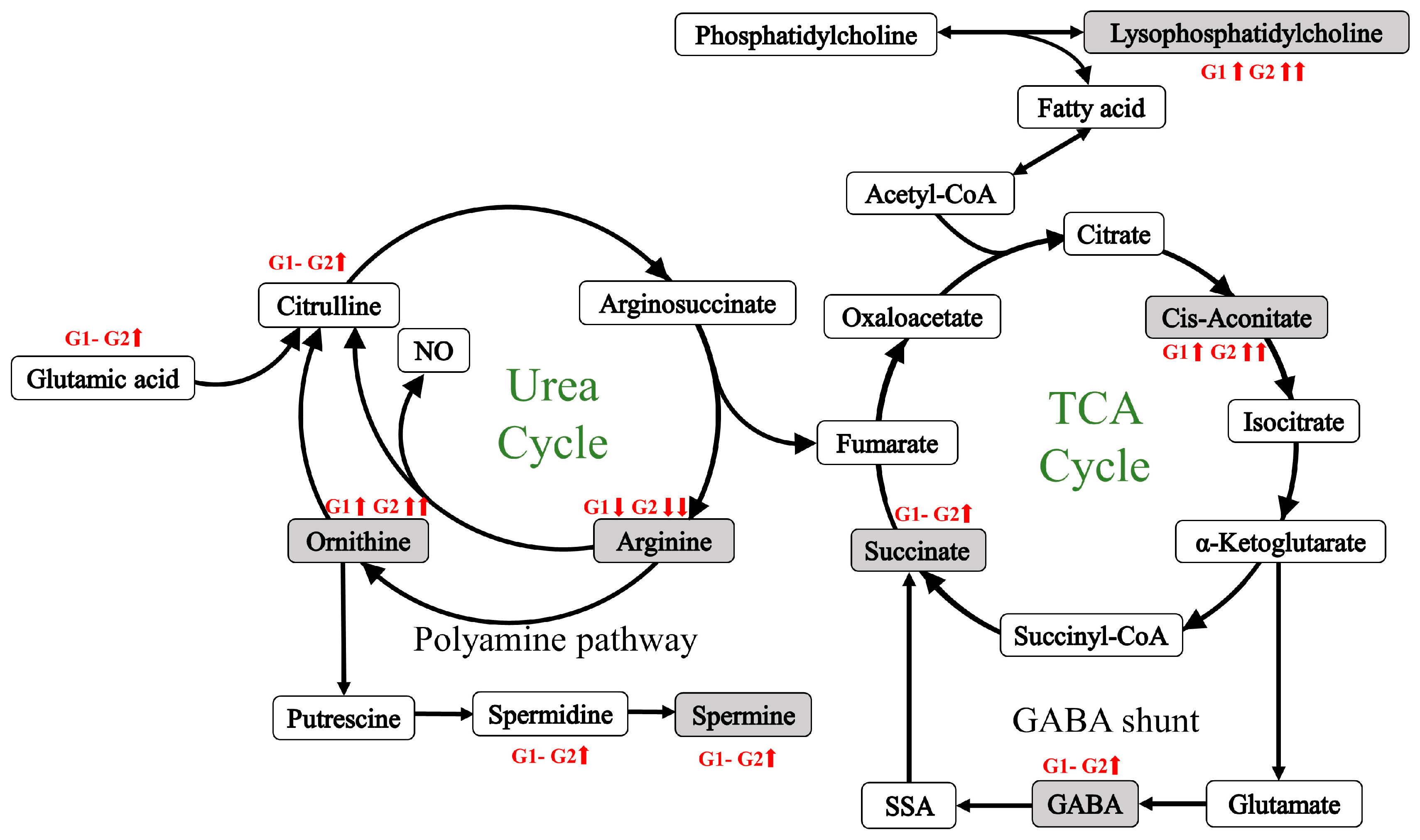 Metabolites 14 00480 g004