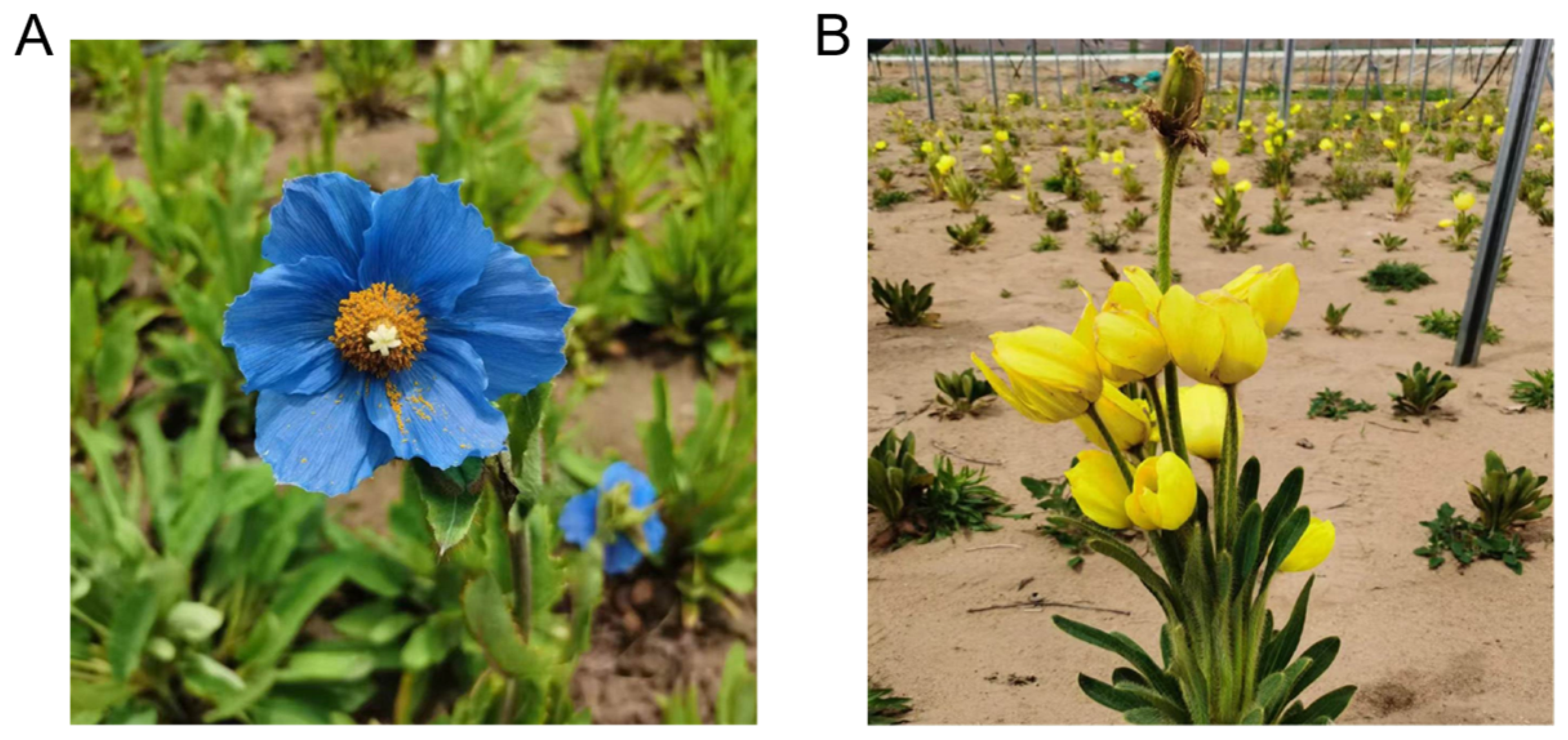 Metabolites 14 00563 g001