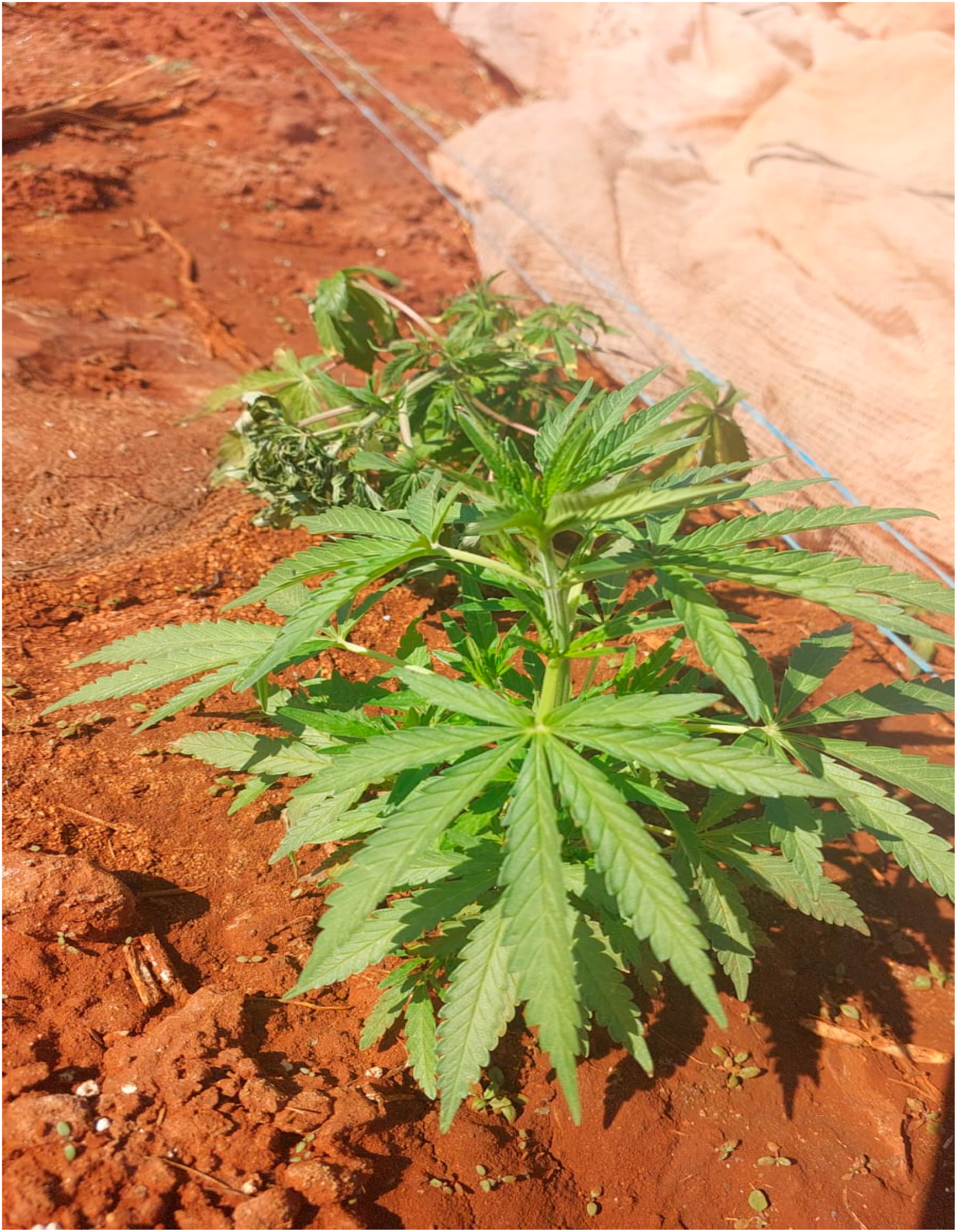 Metabolites 14 00712 g001