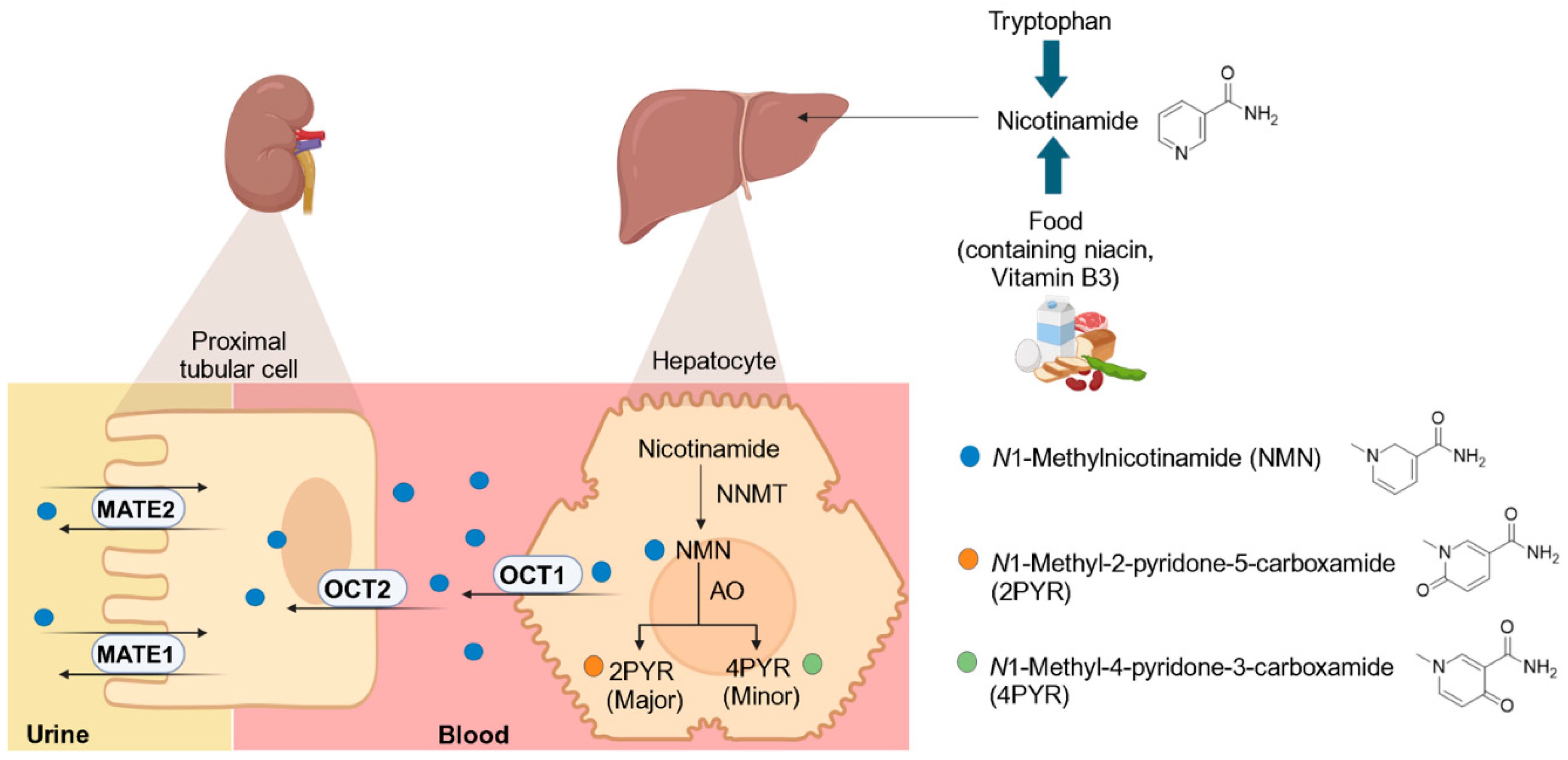 Metabolites 15 00080 g001