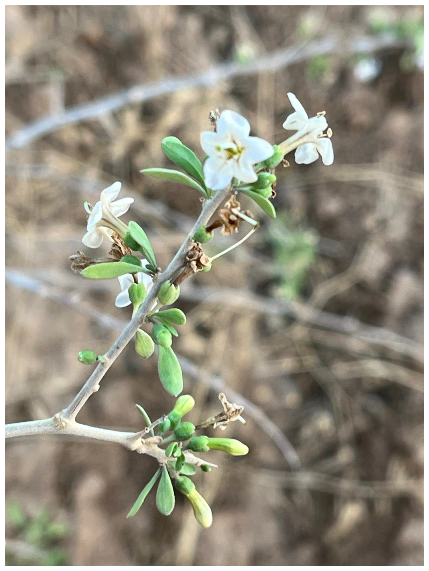 Metabolites 15 00084 g001 Metabolites 15 00084 g001