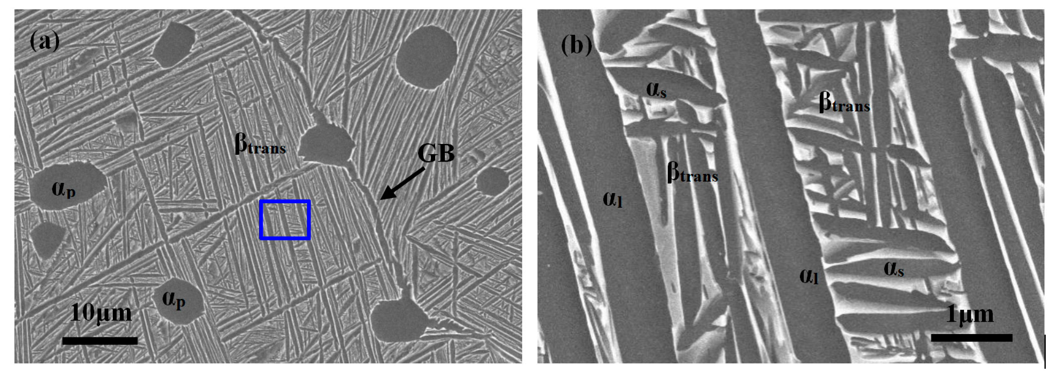 Metals | Free Full-Text | Improvement of the Crack Propagation Resistance  in an α + β Titanium Alloy with a Trimodal Microstructure