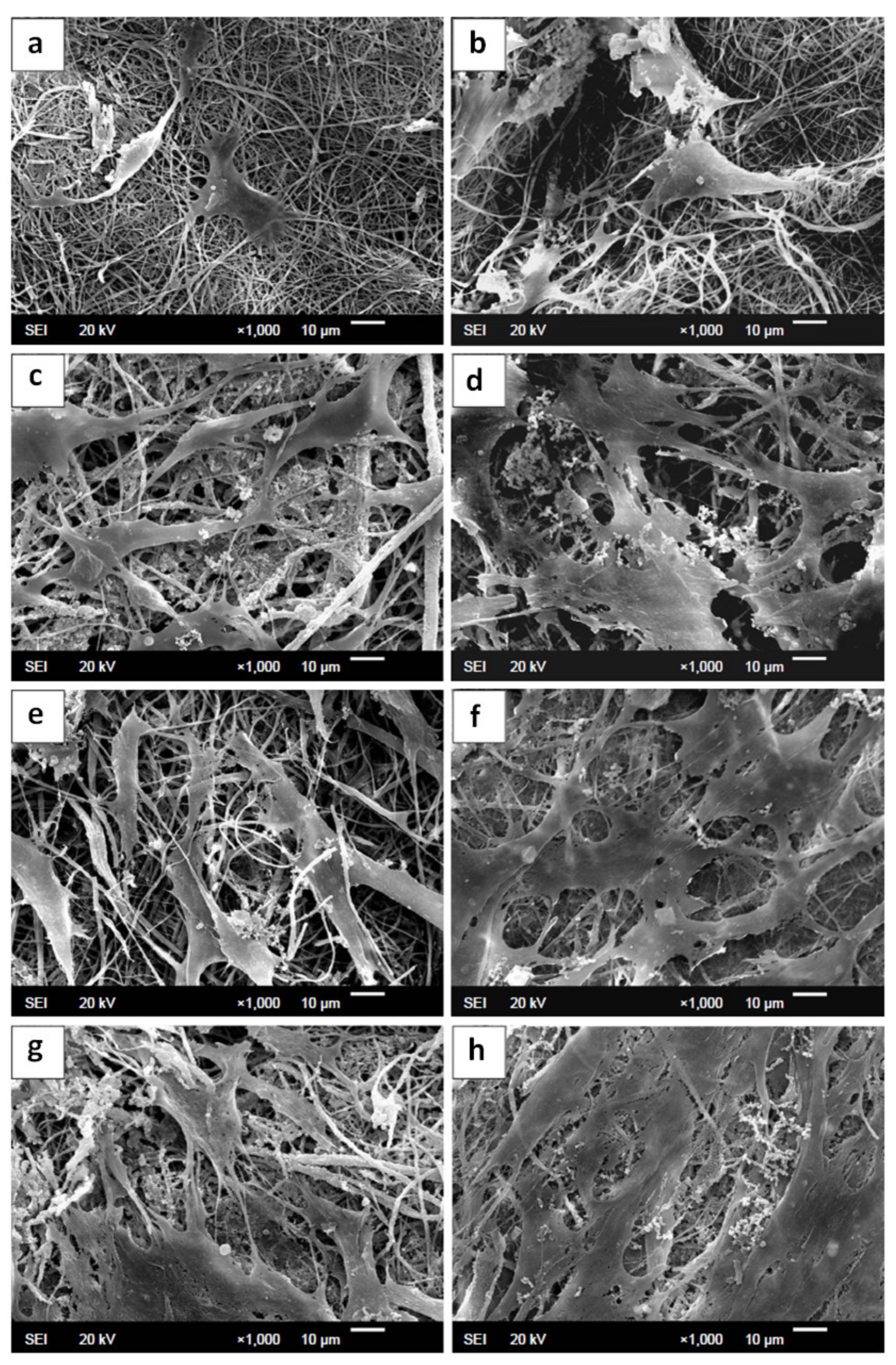 Metals 11 01356 g008