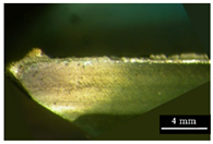 Metals 11 02019 i015